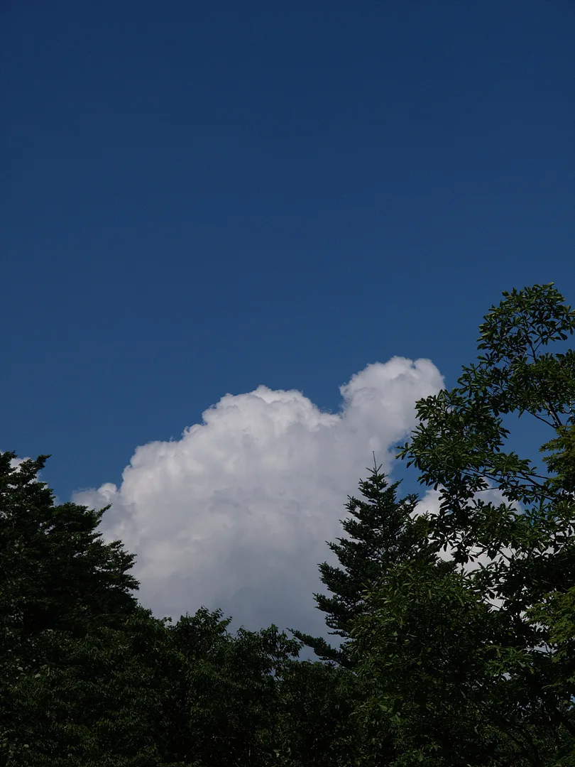 푸른 여름 하늘과 싱그러운 상록수 숲 · 2007-08-18