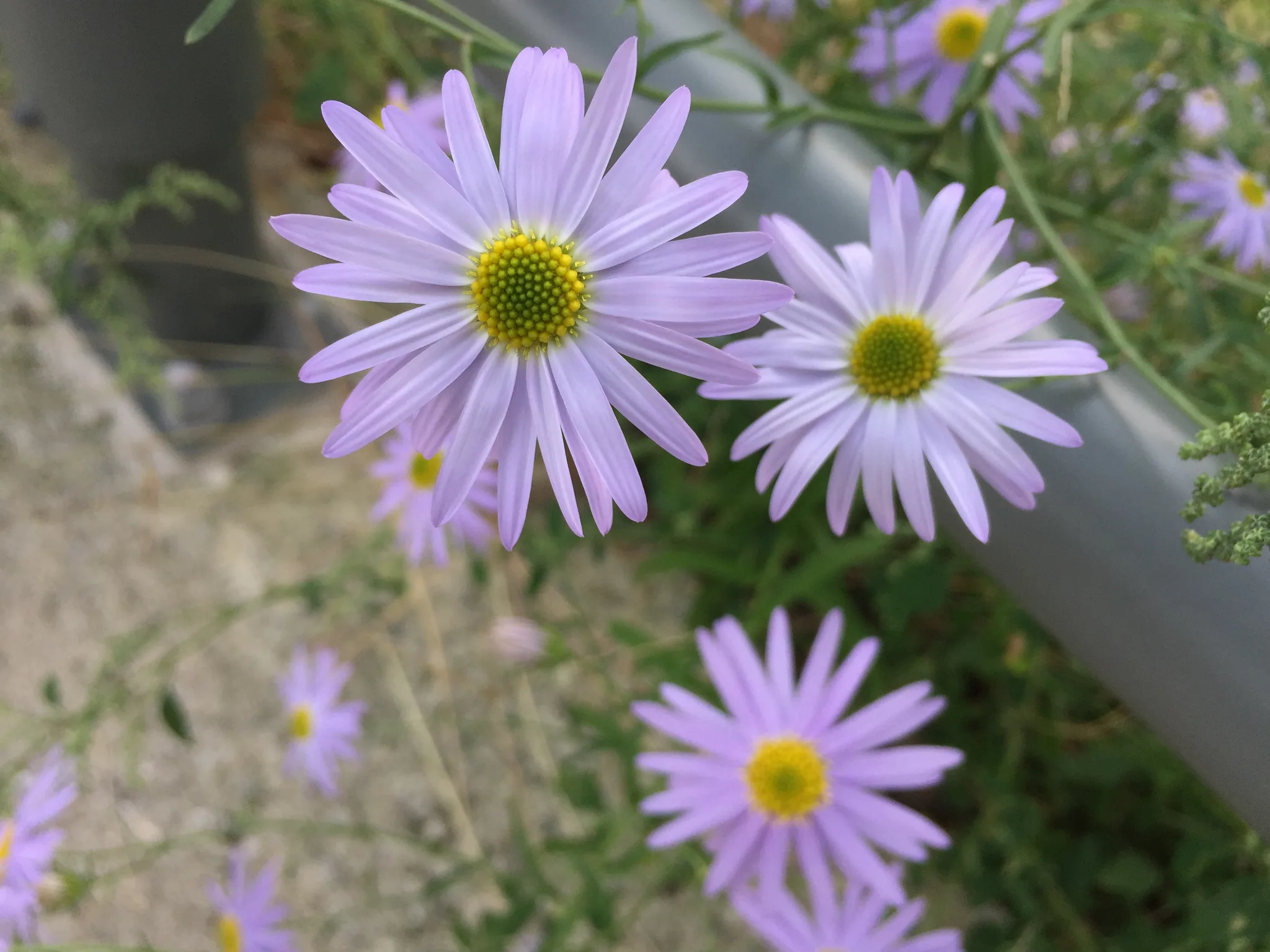 가을날의 은은한 보랏빛 아스터 꽃 · 2019-10-06