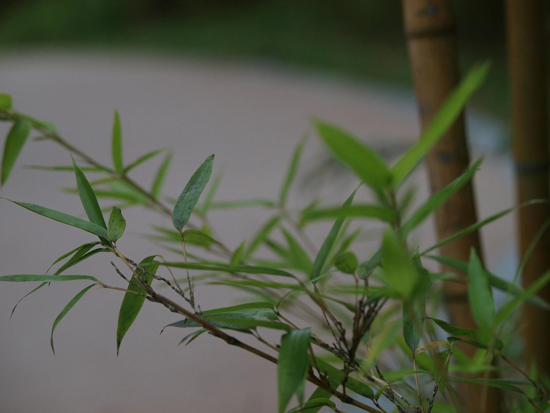 싱그러운 초록빛 대나무 잎의 섬세한 조화 · 2009-09-27