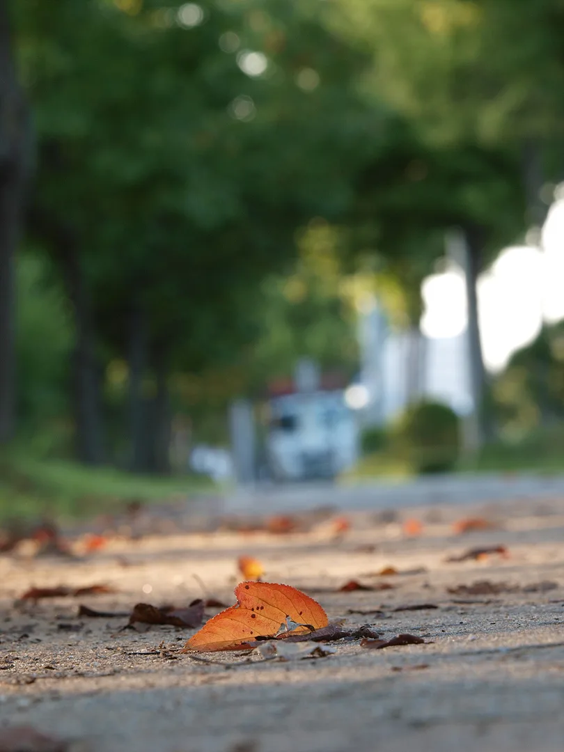 가을의 시작을 알리는 길 위의 낙엽 한 장 · 2009-09-13