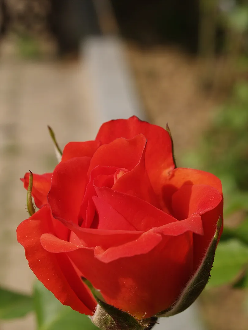 강렬한 붉은 빛의 생명력, 활짝 핀 장미꽃 · 2007-05-27