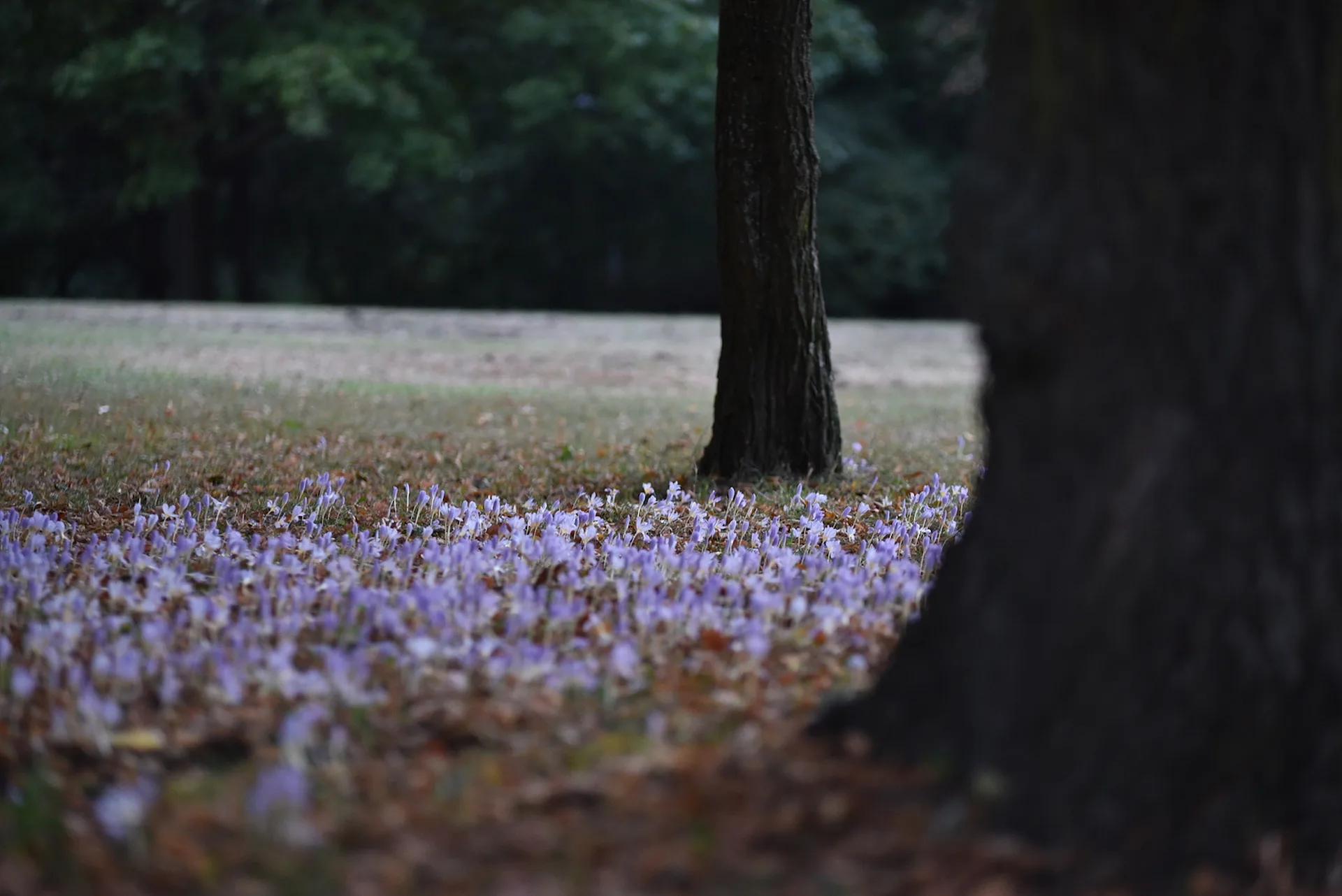 베를린 리히텐베르크 공원의 보랏빛 가을 정취 · Stadtpark Lichtenberg, 베를린, 독일 · 2016-09-27