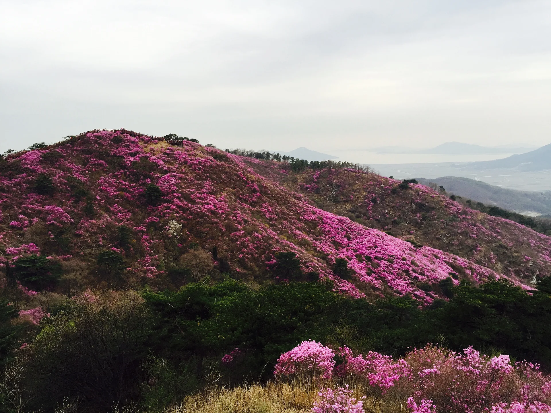 인천의 봄을 물들인 분홍빛 철쭉 능선 · 인천광역시, 대한민국 · 2015-04-18