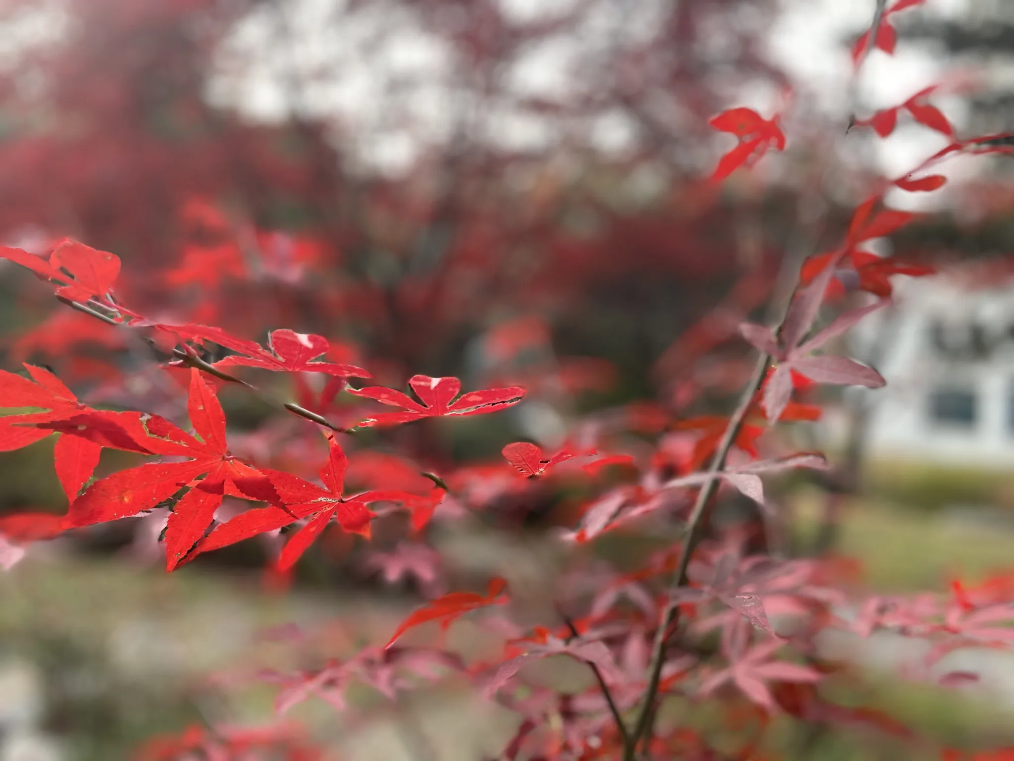 경기도 성남 KTHDS시연관의 붉은 단풍 풍경 · KTHDS시연관, 성남시, 경기도, 대한민국 · 2022-11-09