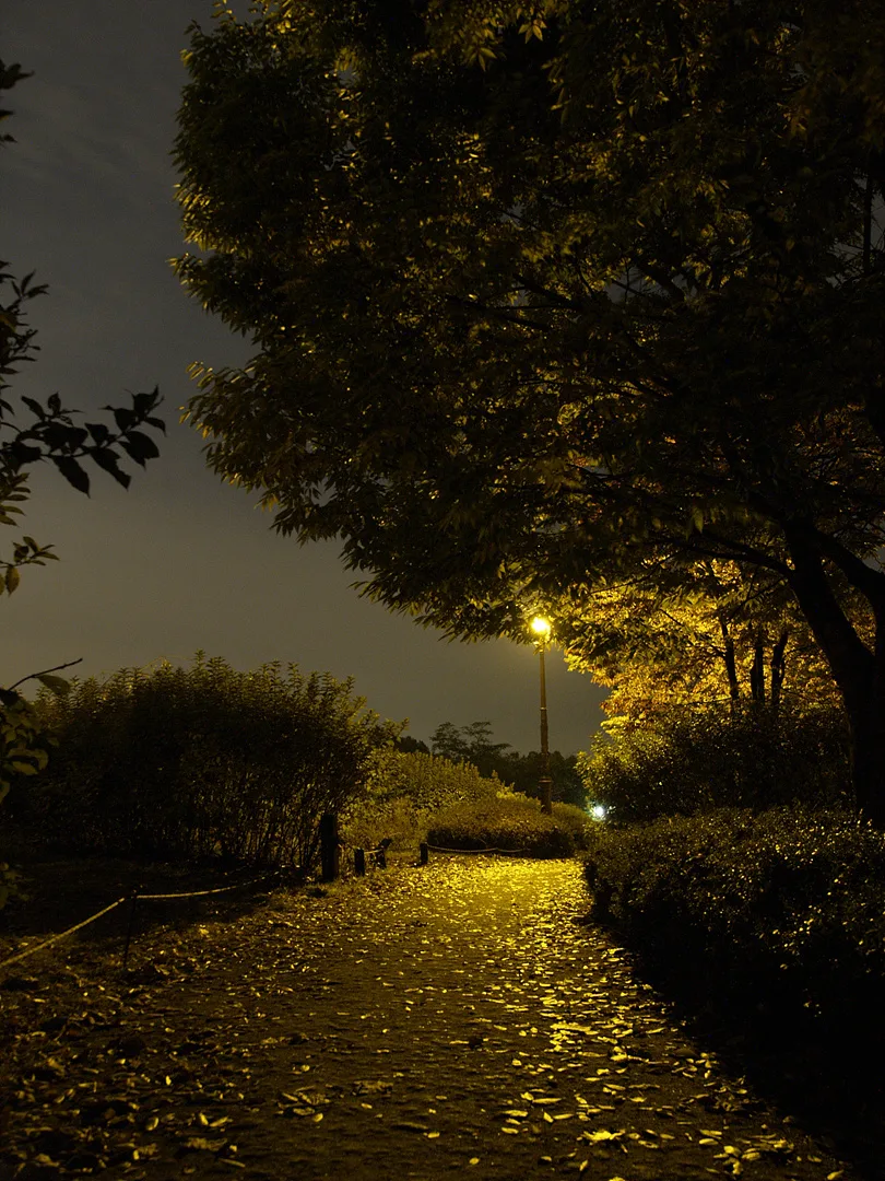 가을밤, 황금빛 가로등 아래 젖은 산책로 · 2007-10-29
