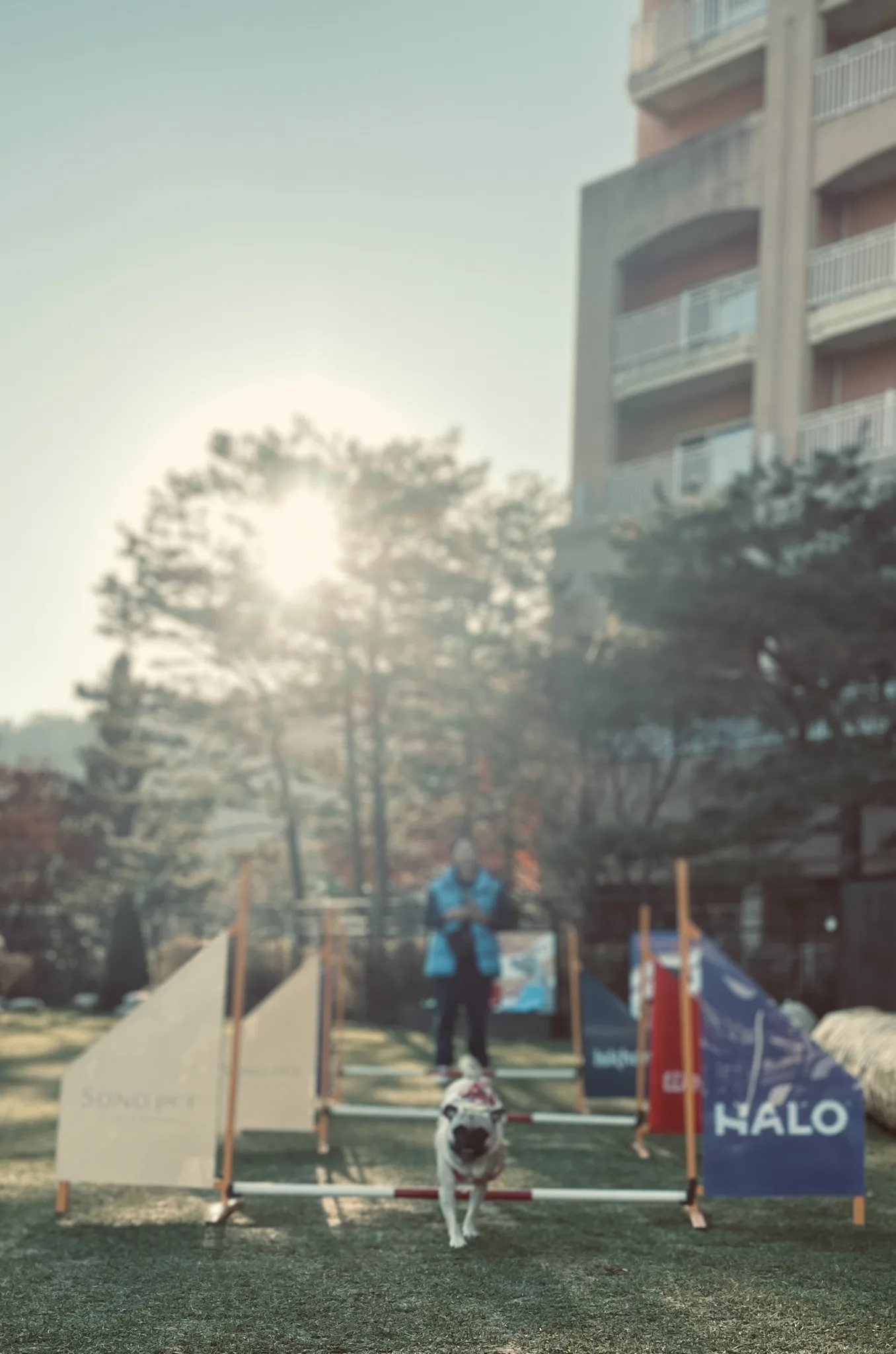 두릉산 자연휴양림에서 뛰노는 귀여운 강아지 · 두릉산자연휴양림, 강원특별자치도, 대한민국 · 2022-11-18