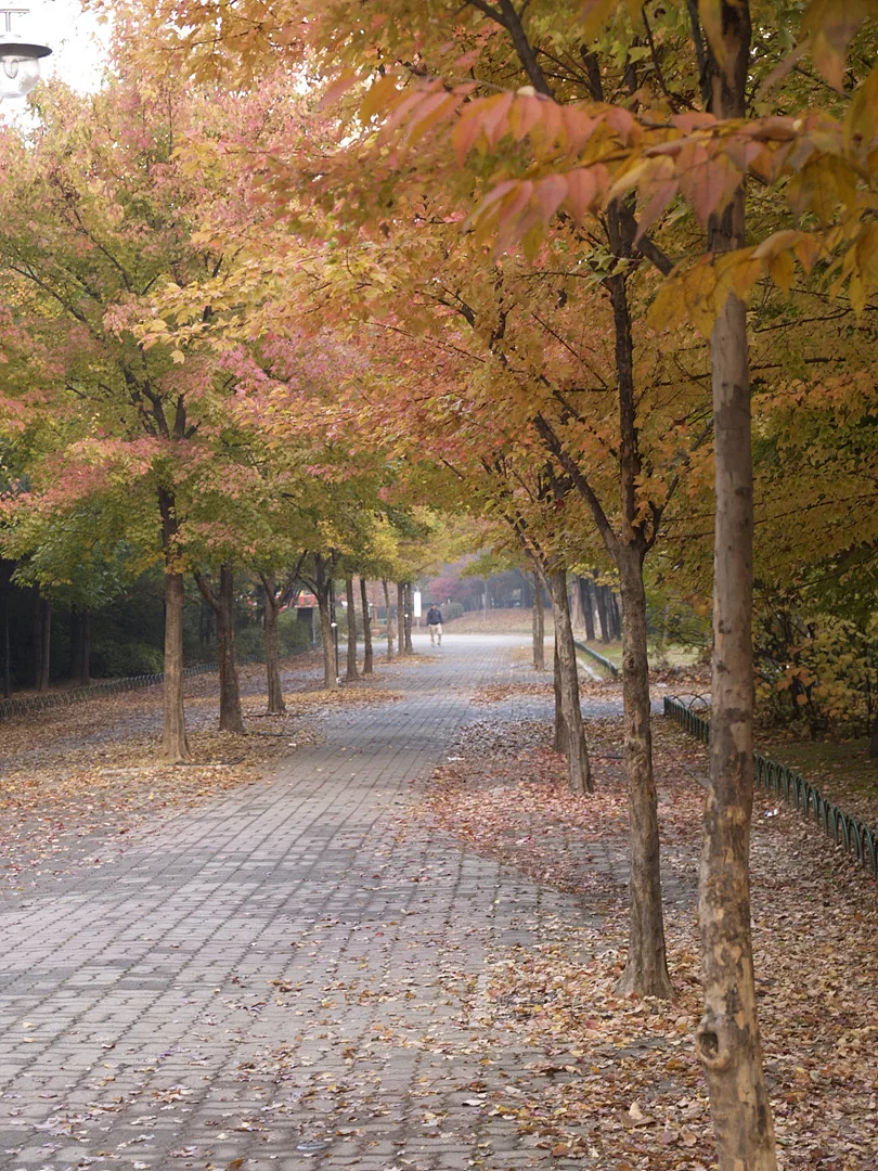 가을빛으로 물든 고요한 단풍 산책로 · 2007-11-10