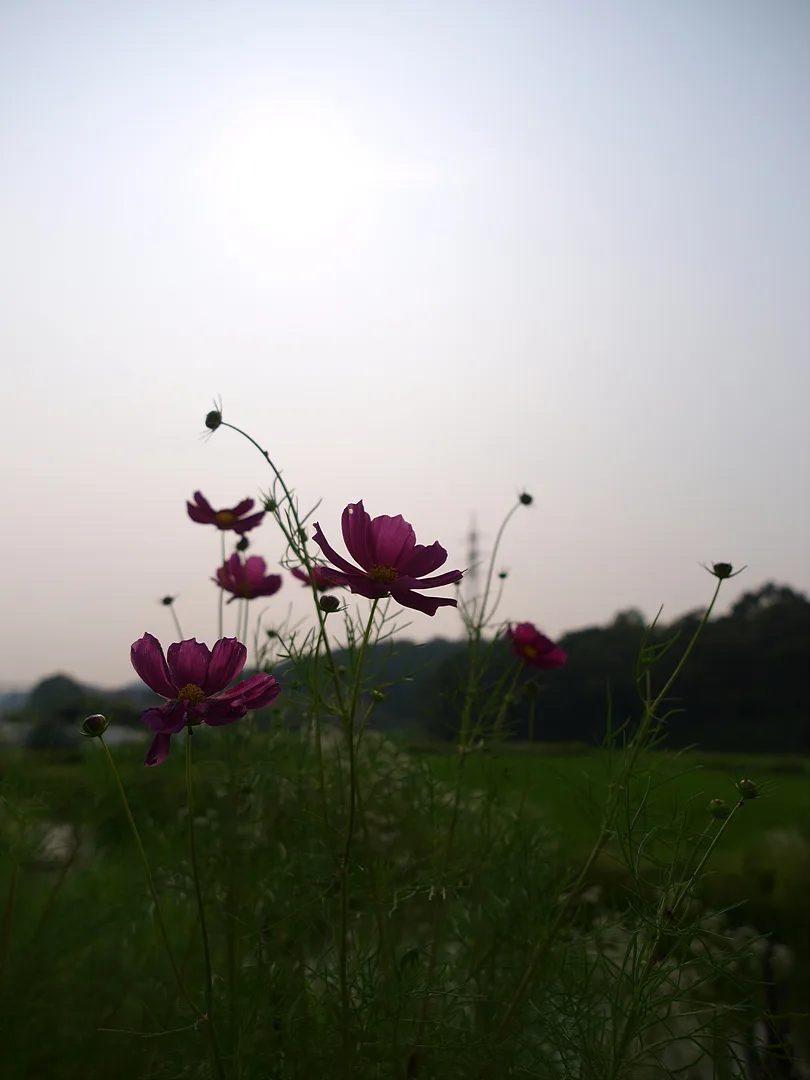 해 질 녘 붉게 물든 코스모스의 서정적인 풍경 · 2009-07-05