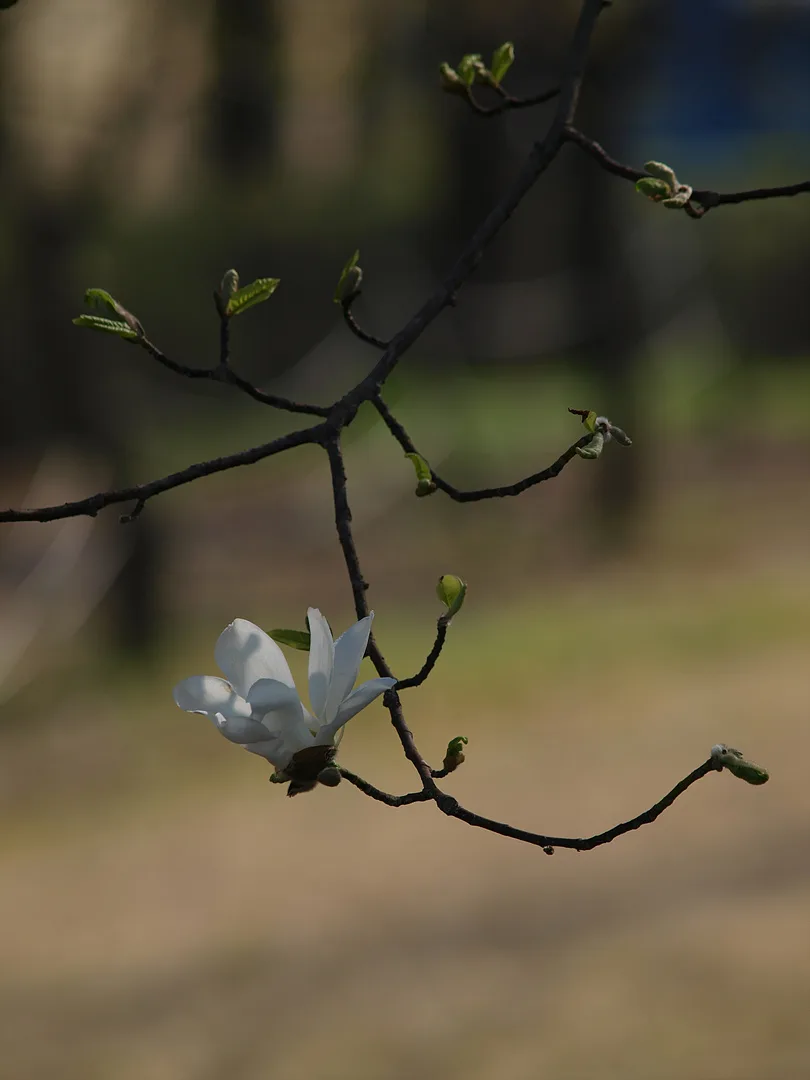 봄의 시작을 알리는 순백의 목련 꽃망울 · 2010-04-17