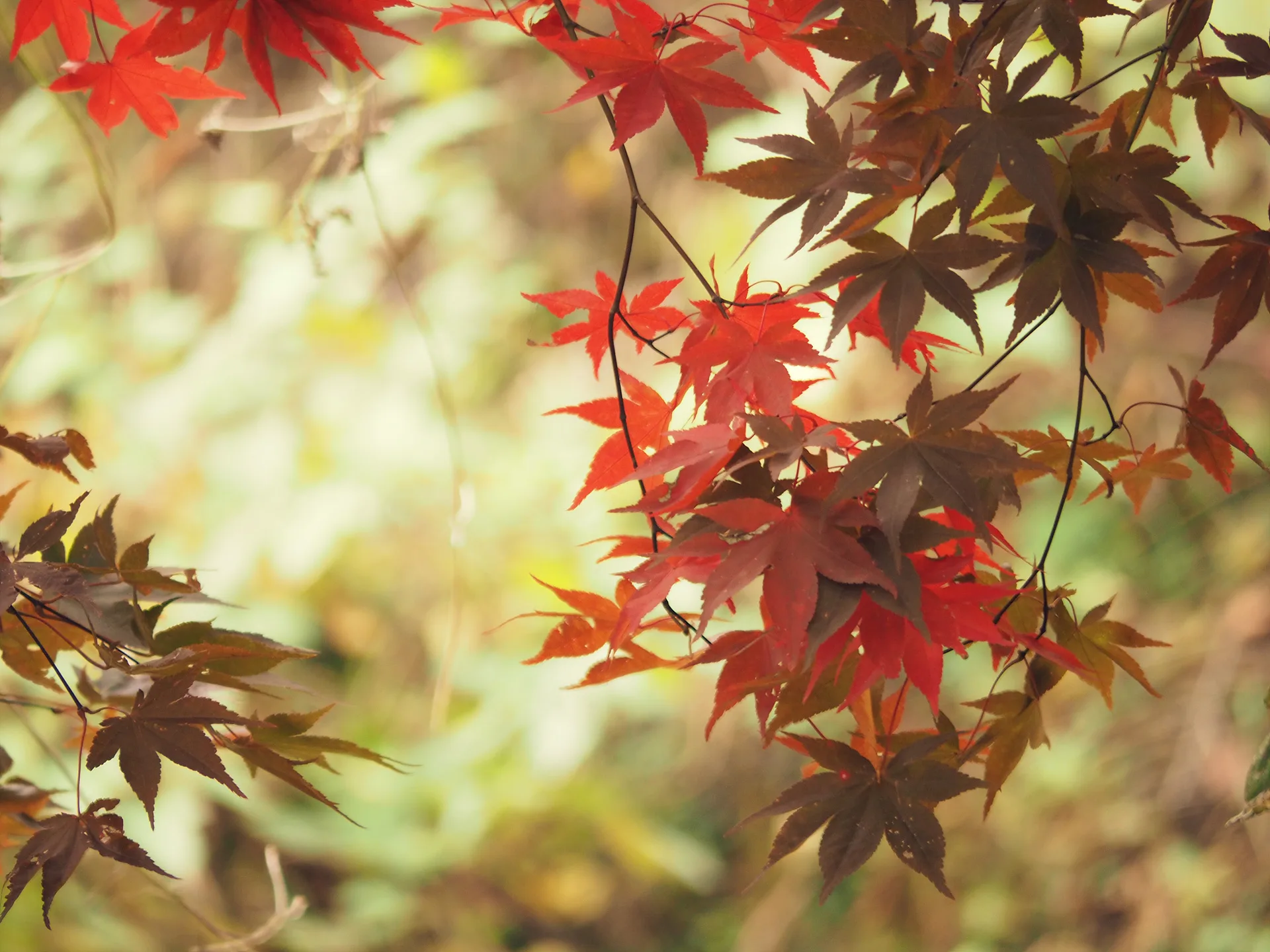 가을의 정취를 담은 붉은 단풍잎의 조화 · 대한민국 · 2014-11-01