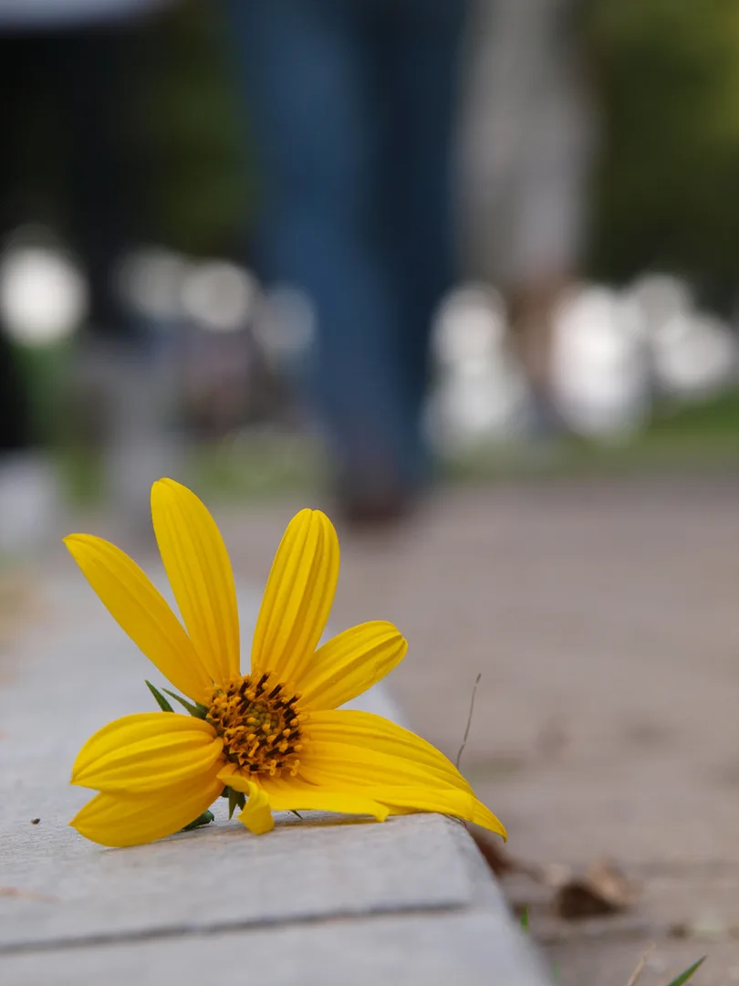 보도블록 위 떨어진 노란 꽃잎의 서정 · 2009-09-27