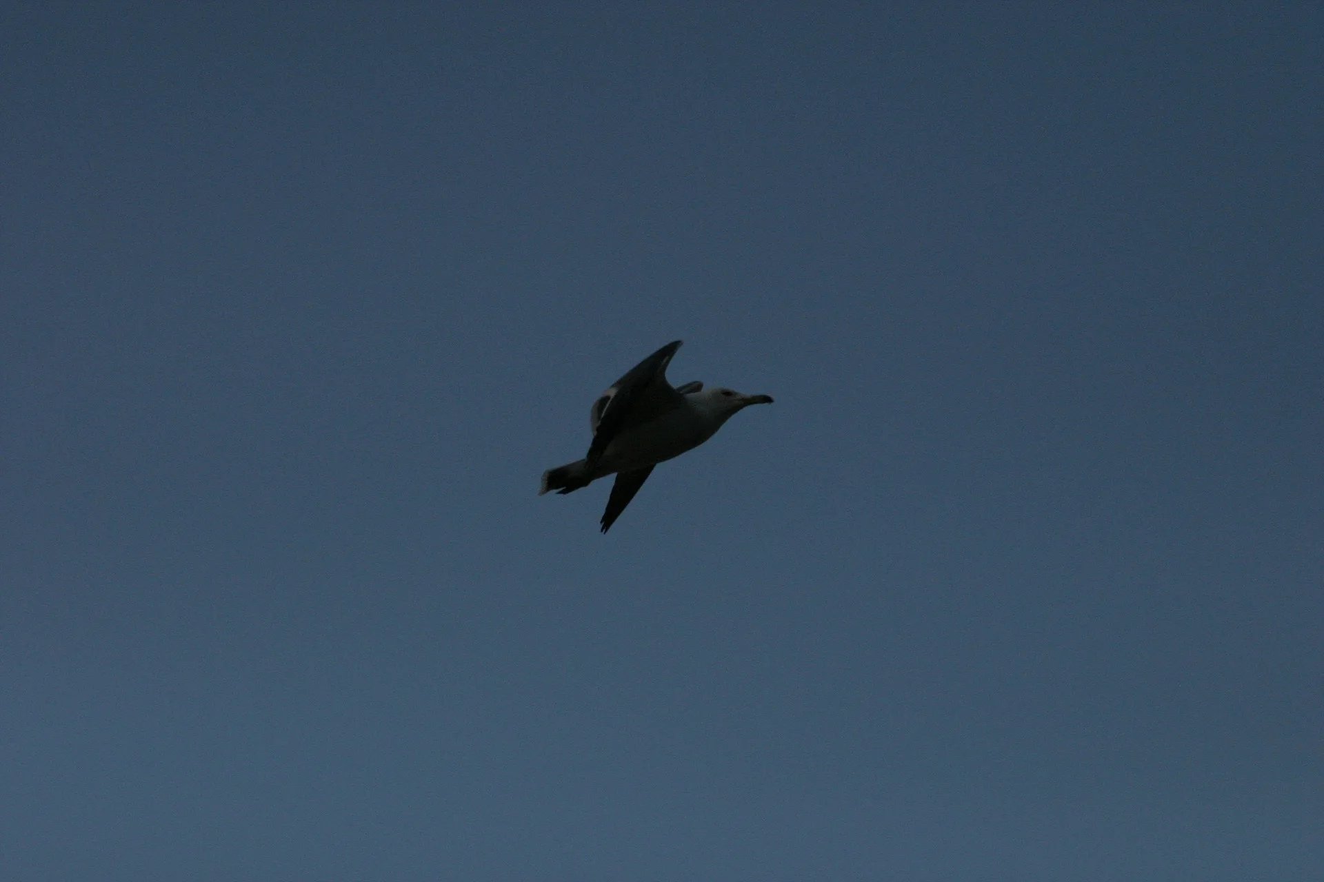 푸른 하늘을 가르는 새의 역동적인 비행 · 2004-12-05