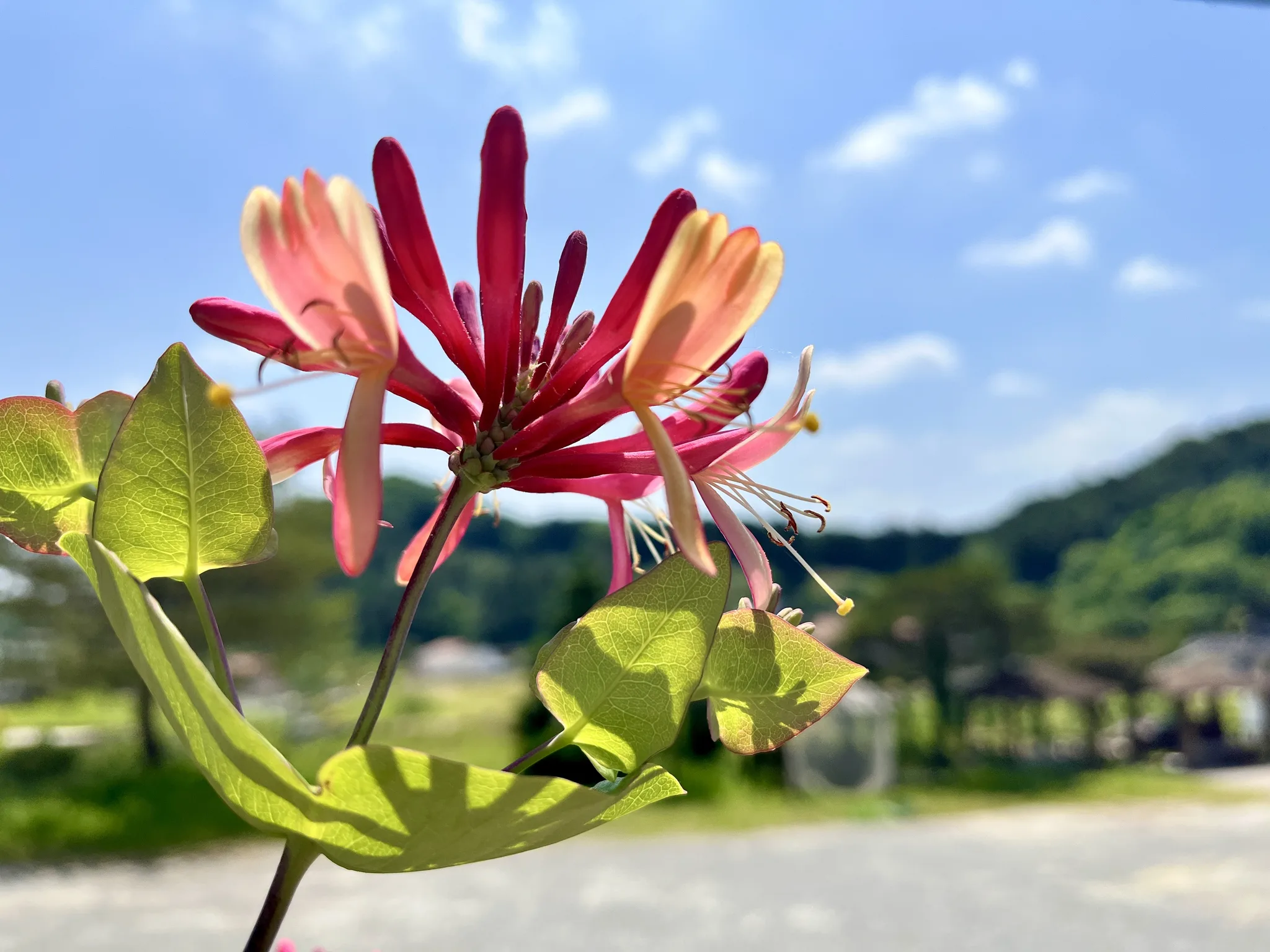 경기도의 푸른 하늘 아래 핀 붉은 꽃의 생동감 · 경기도, 대한민국 · 2024-05-18