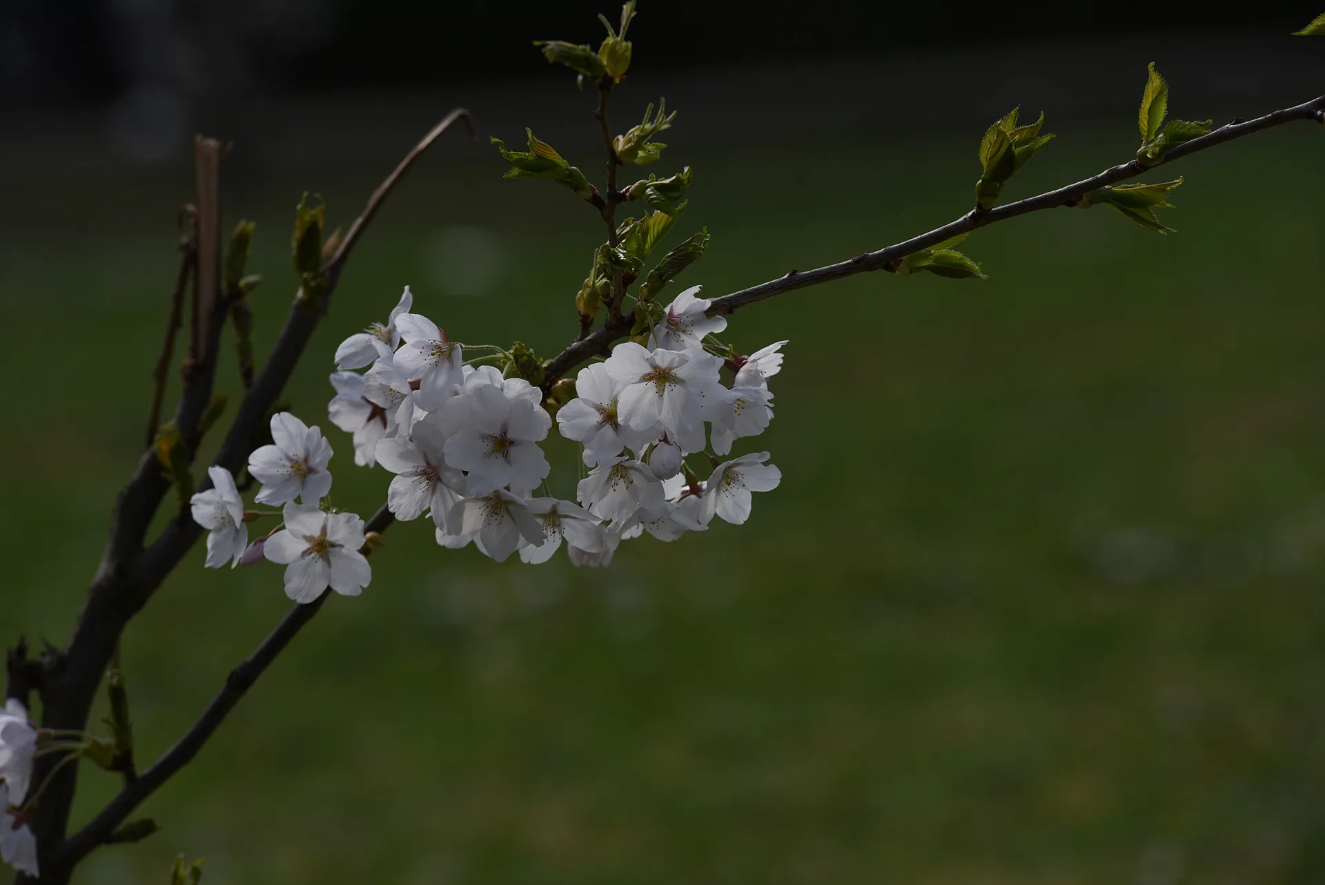 베를린 펜프풀 공원의 화사한 봄꽃 풍경 · Fennpfuhl-Park, 베를린, 독일 · 2017-04-02