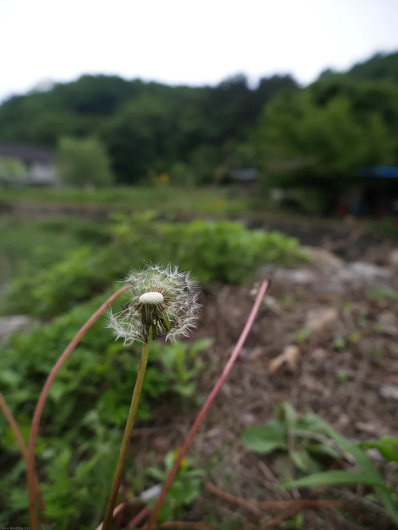 바람에 날릴 준비를 마친 하얀 민들레 홀씨 · 2009-05-23
