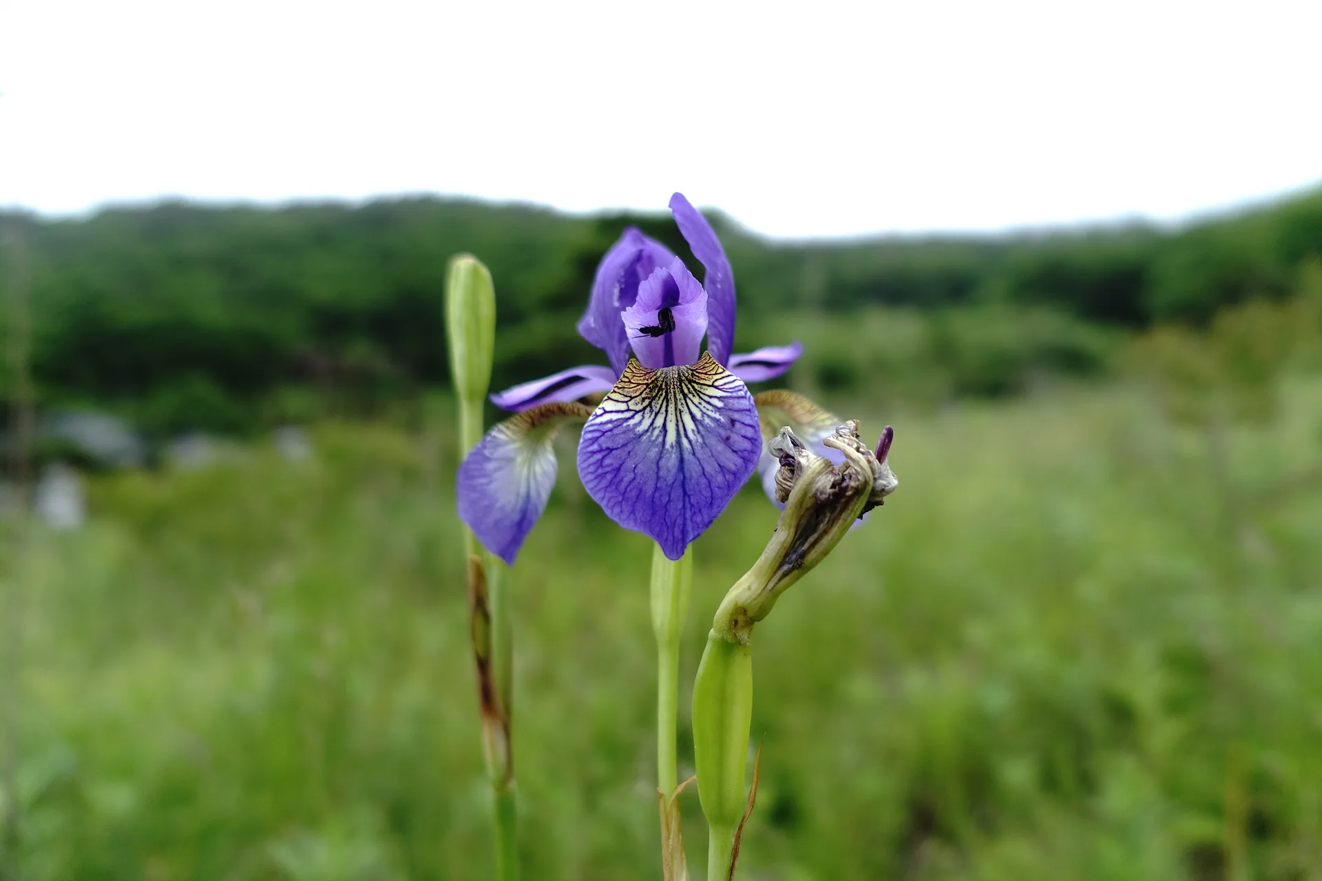 초여름 들판에 핀 보랏빛 붓꽃의 우아함 · 대한민국 · 2014-06-28