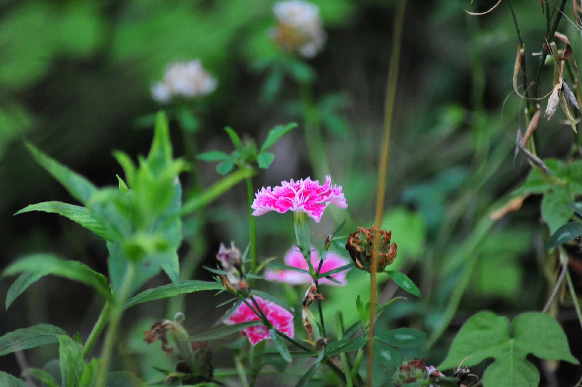 초록 잎 사이 수줍게 핀 분홍빛 야생화 · 2013-07-21
