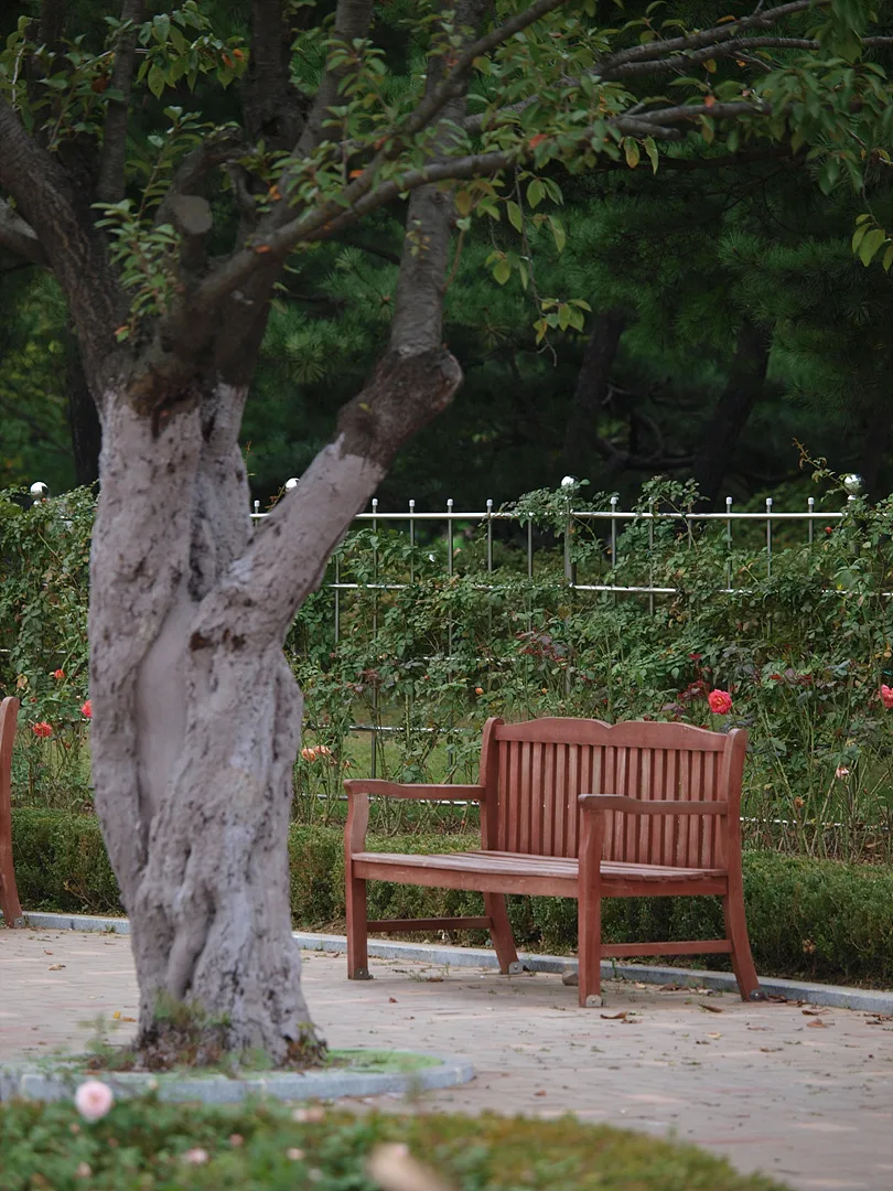 가을 정원의 여유, 나무 아래 놓인 나무 벤치 · 2009-09-27