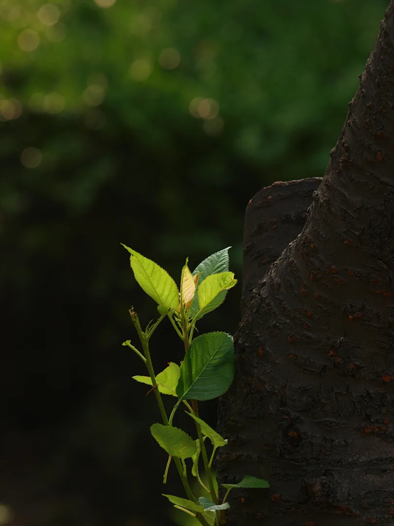 거친 나무 껍질 곁에 돋아난 싱그러운 새순 · 2009-07-04