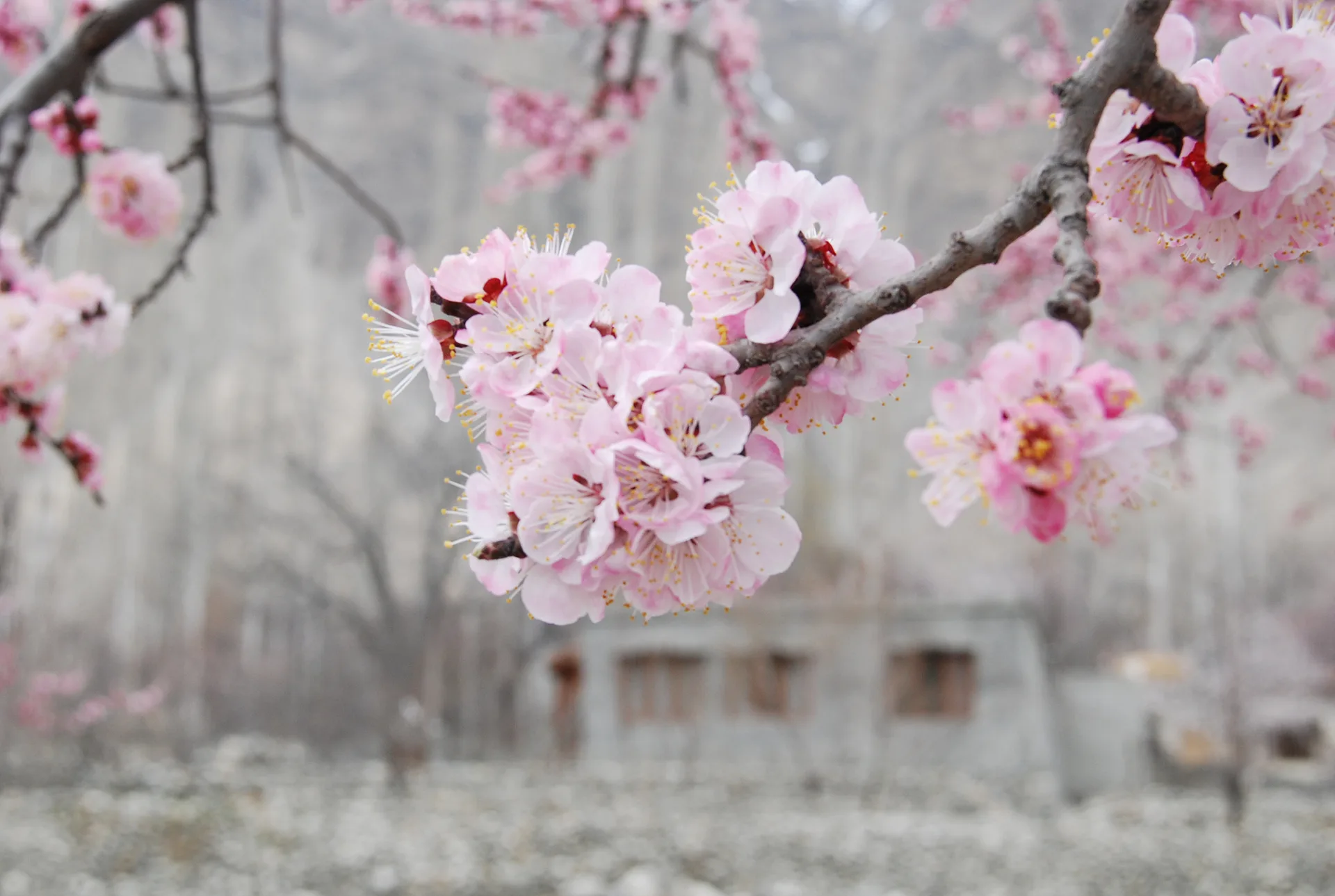 눈 속에서 피어난 연분홍빛 봄꽃의 설레임 · 인도 · 2009-04-01