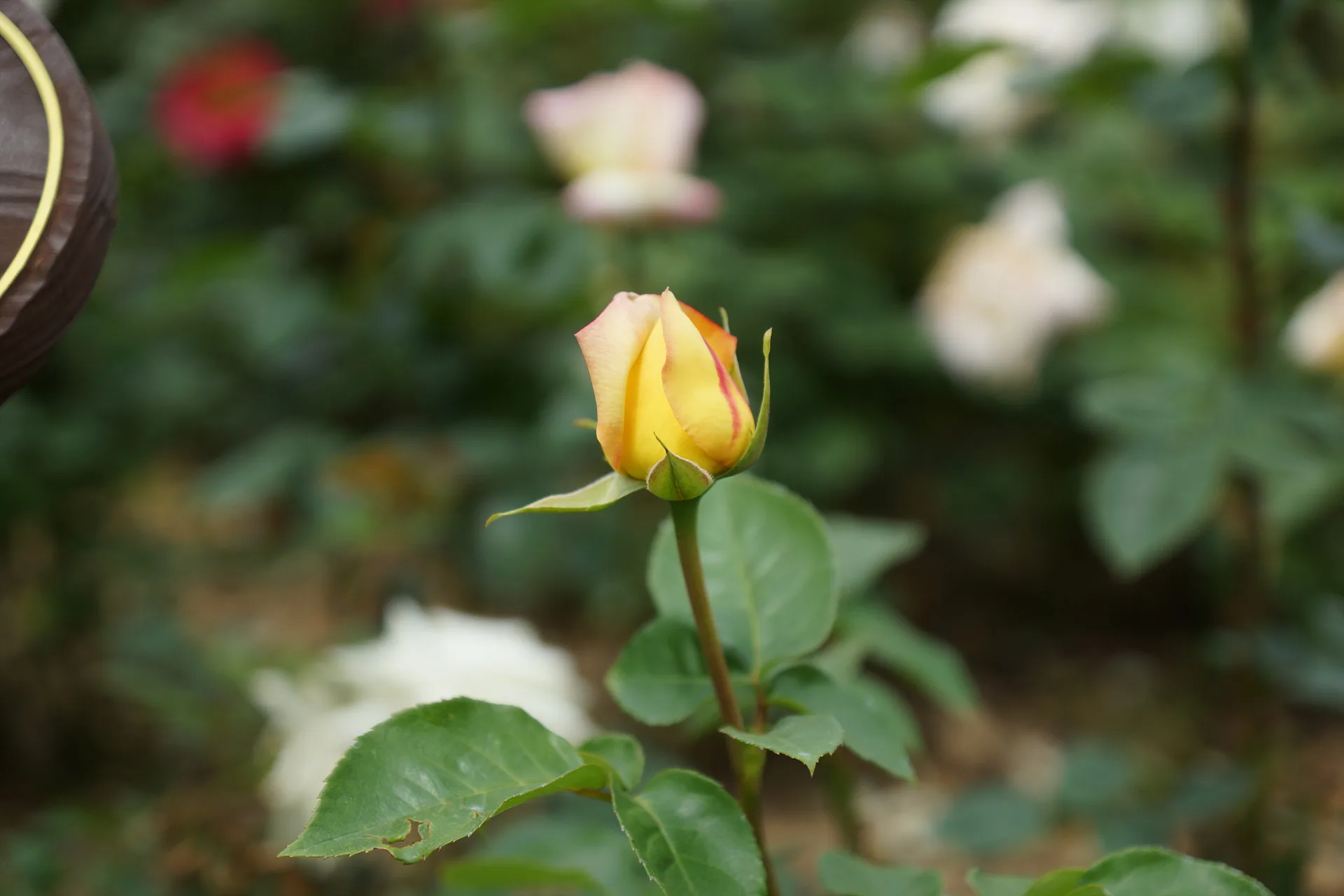 경기도 고양시의 싱그러운 봄날, 피어나는 장미 꽃봉오리 · 고양시, 경기도, 대한민국 · 2012-05-01