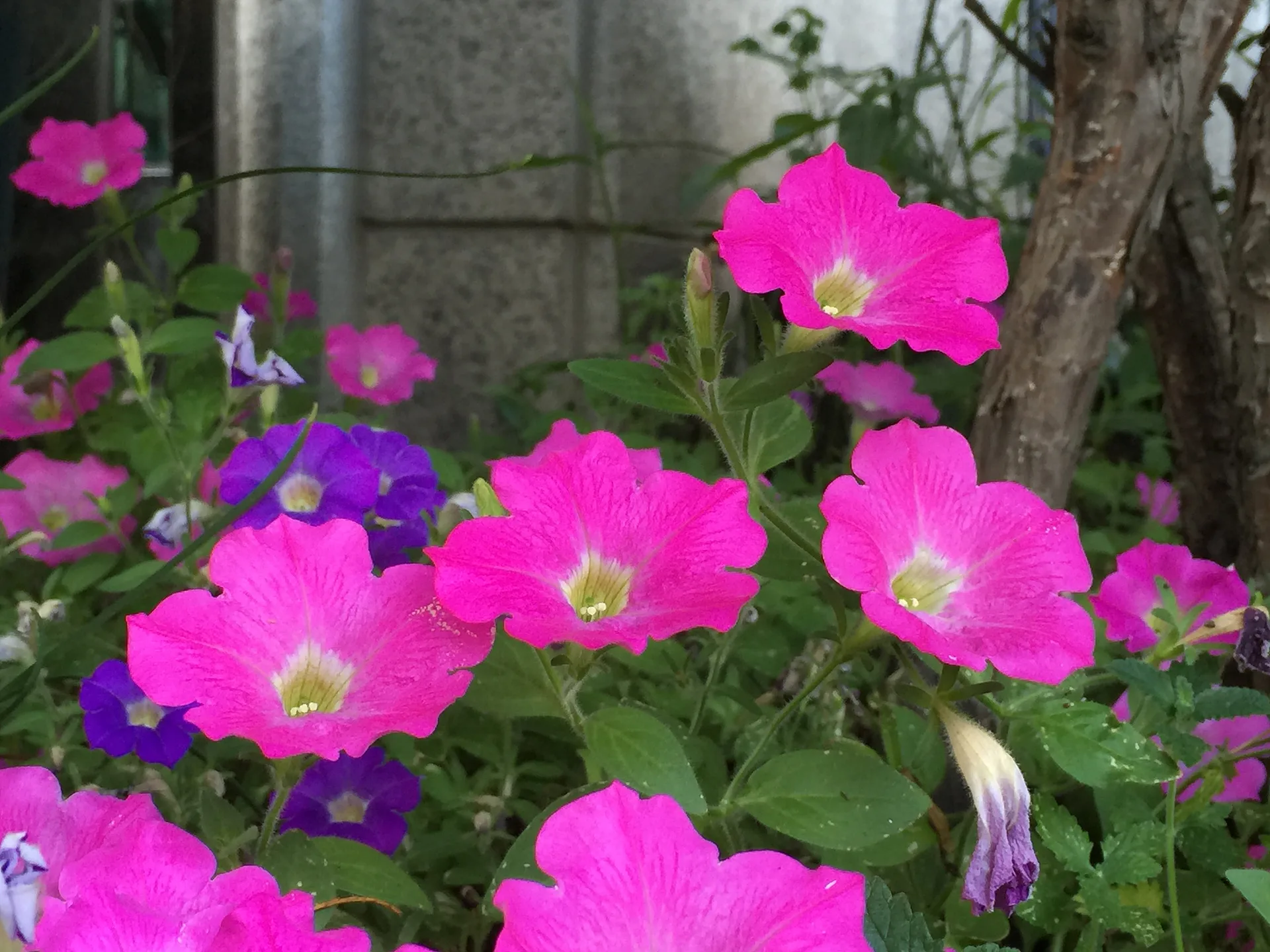 서울의 여름을 물들인 화사한 분홍빛 꽃 · 서울특별시, 대한민국 · 2015-07-10