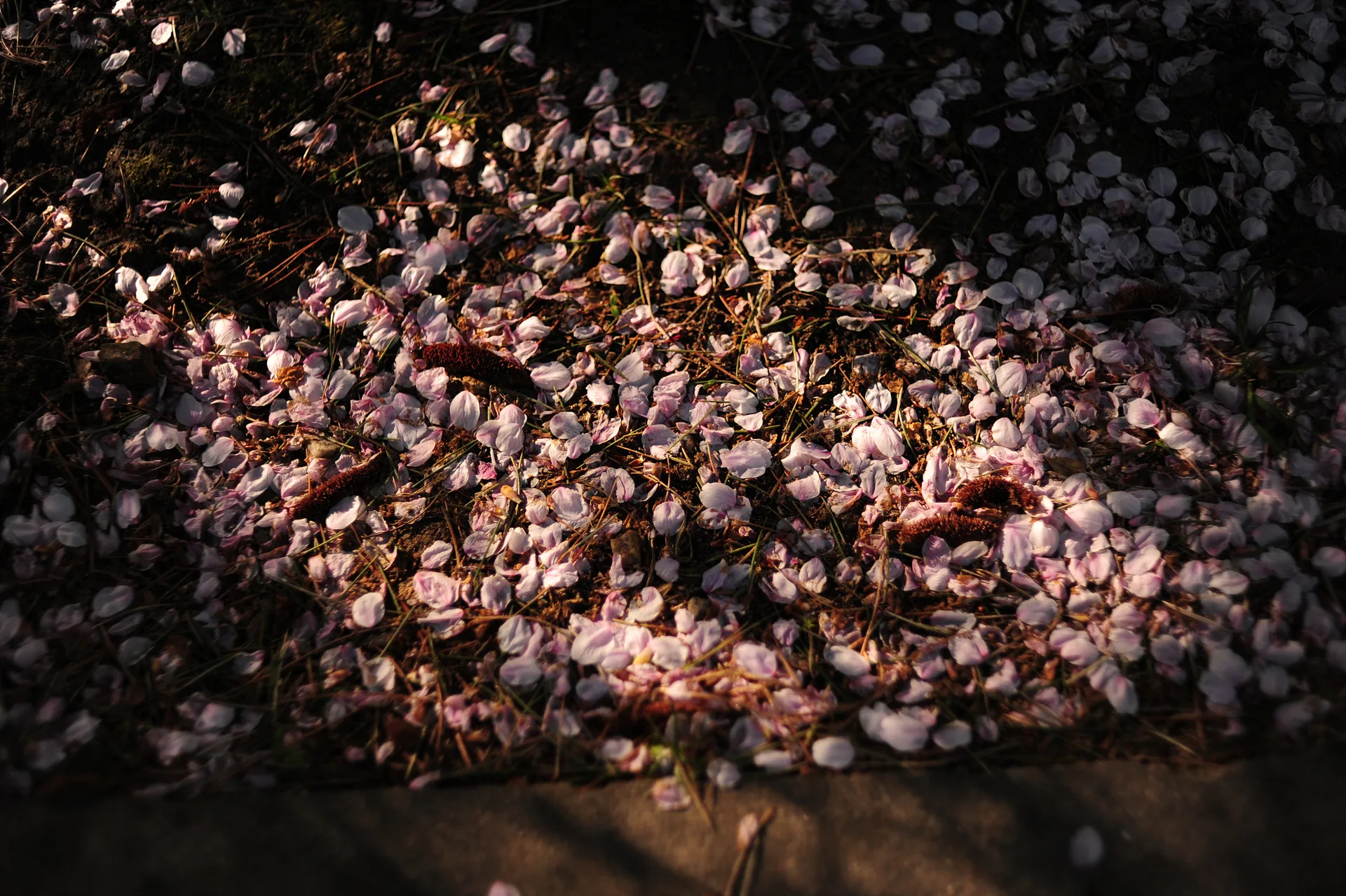 봄날의 끝자락, 바닥을 수놓은 벚꽃 잎 · 2013-04-27