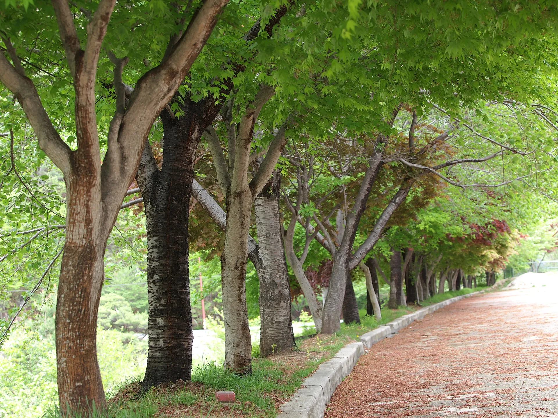 싱그러운 초록 잎이 드리워진 숲길 산책로 · 2011-05-09