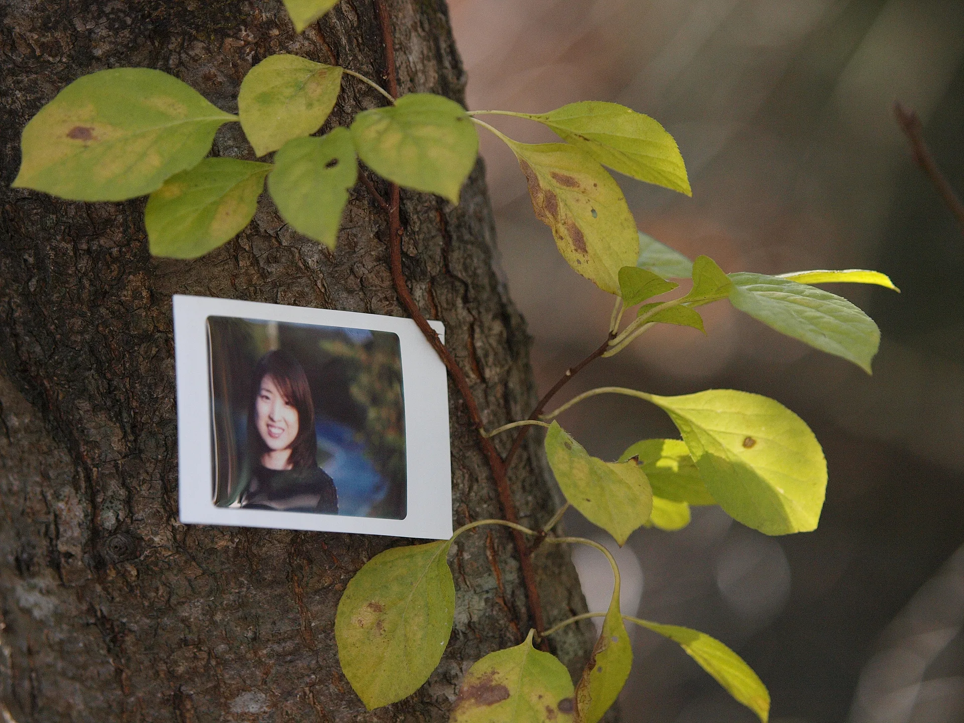 가을 나무에 남겨진 아날로그 폴라로이드 사진 · 2009-10-18