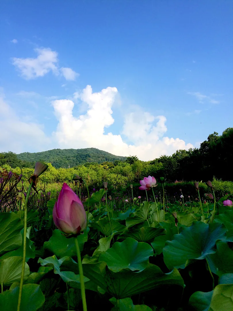 용인의 푸른 여름 하늘 아래 핀 분홍빛 연꽃 · 용인시, 경기도, 대한민국 · 2014-08-15