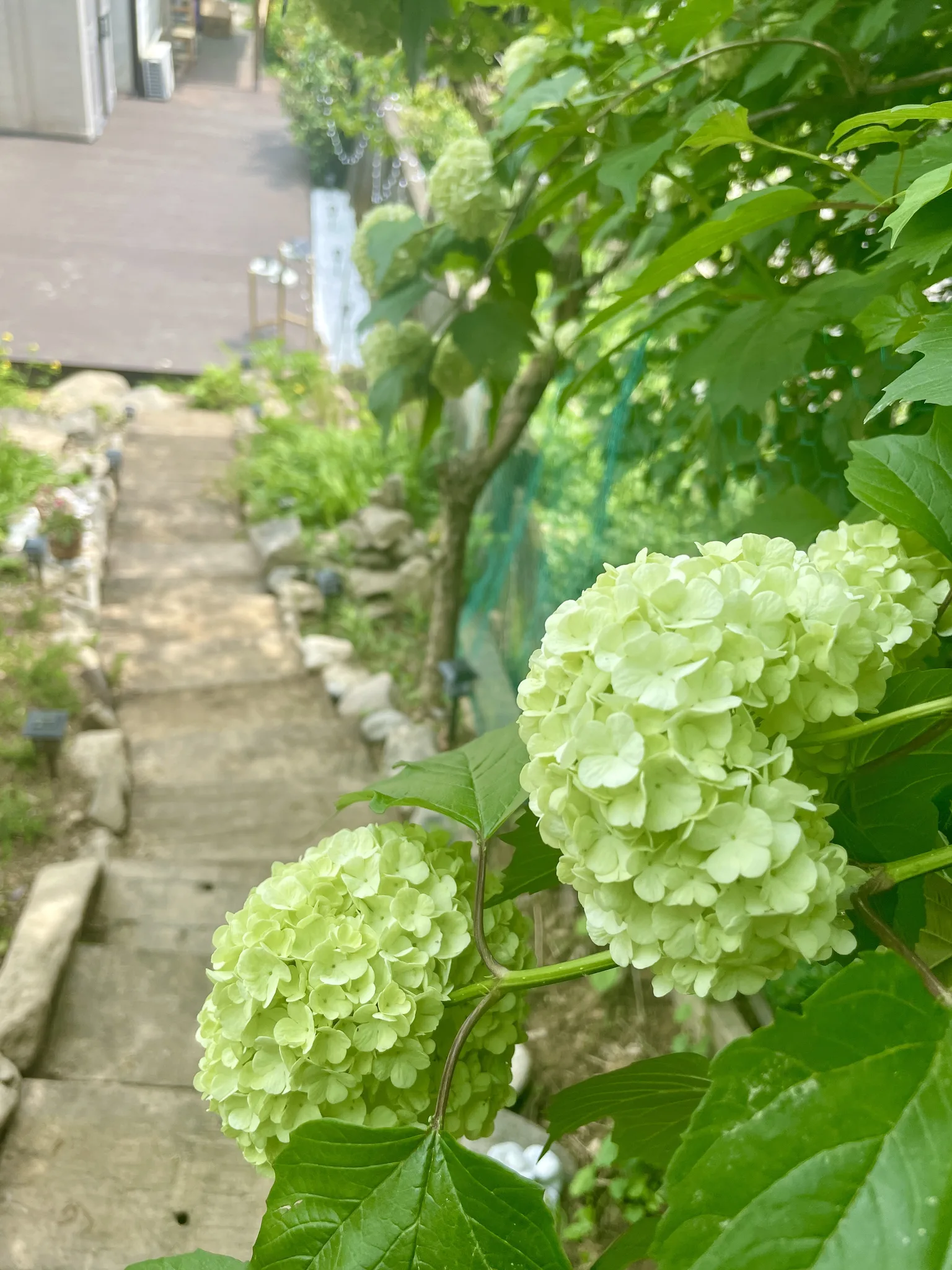 경기도의 싱그러운 5월, 연둣빛 수국 길 · 경기도, 대한민국 · 2023-05-12