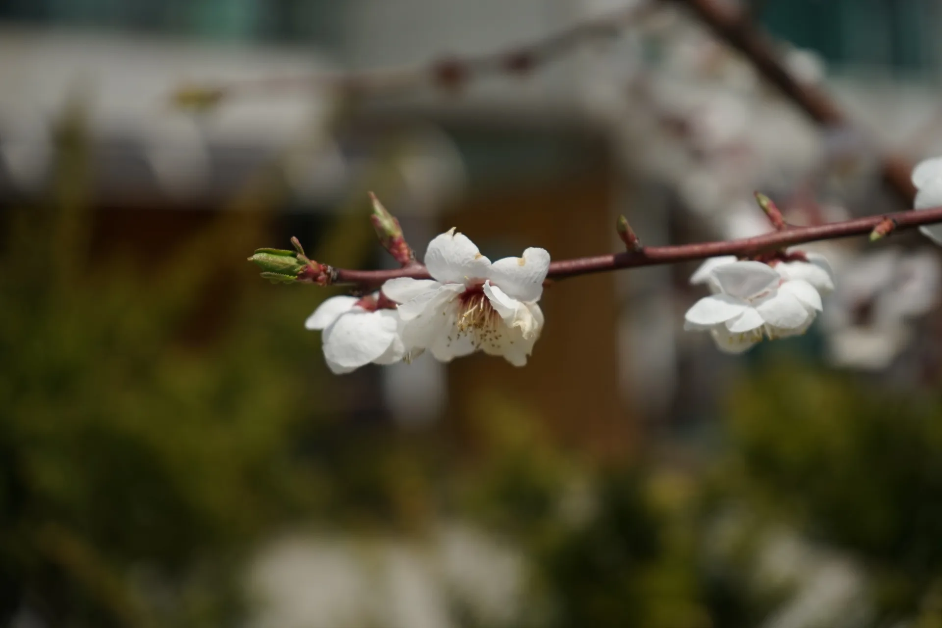 봄의 시작을 알리는 순백의 꽃망울 · 인천광역시, 대한민국 · 2015-04-18