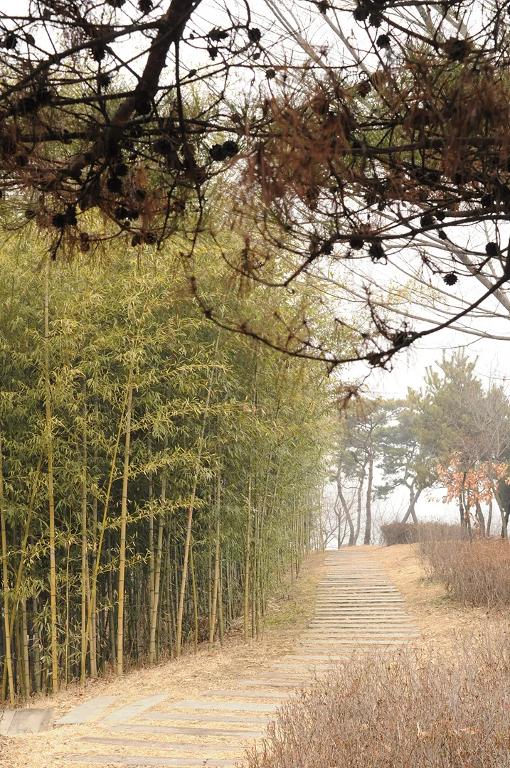 고요한 대나무 숲길을 따라 걷는 겨울 산책 · 2009-02-07