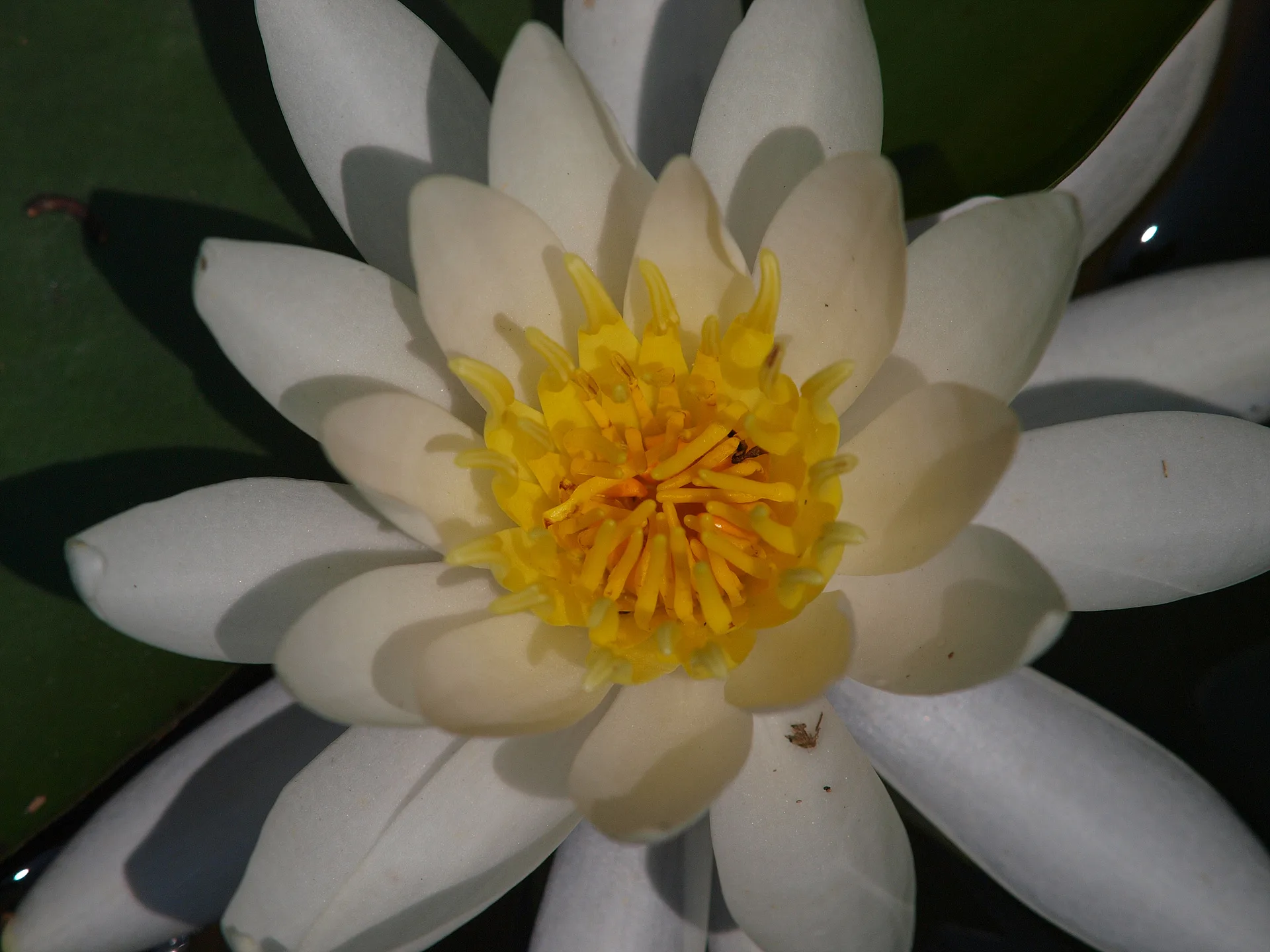 순백의 우아함, 여름날의 하얀 수련 · 2009-07-16