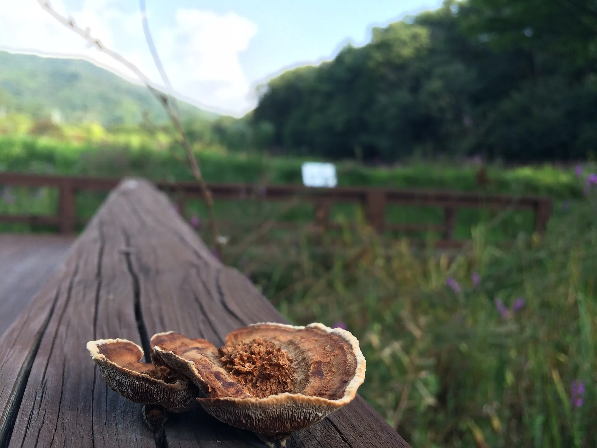 용인 숲속 나무 울타리 위 야생 버섯 · 용인시, 경기도, 대한민국 · 2014-08-15