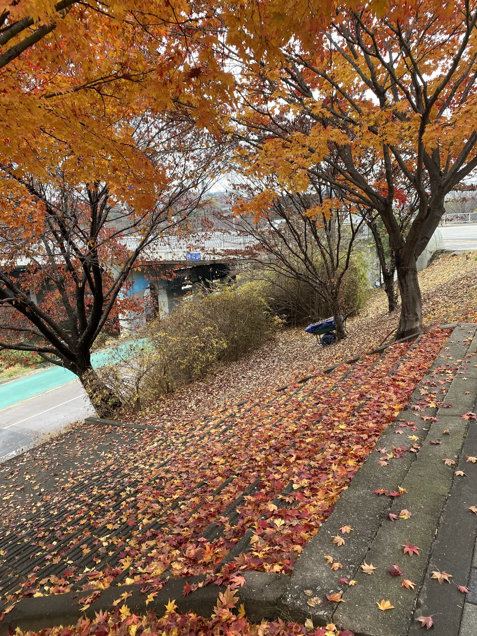 붉게 물든 단풍잎이 내려앉은 가을 계단 · 2020-11-18