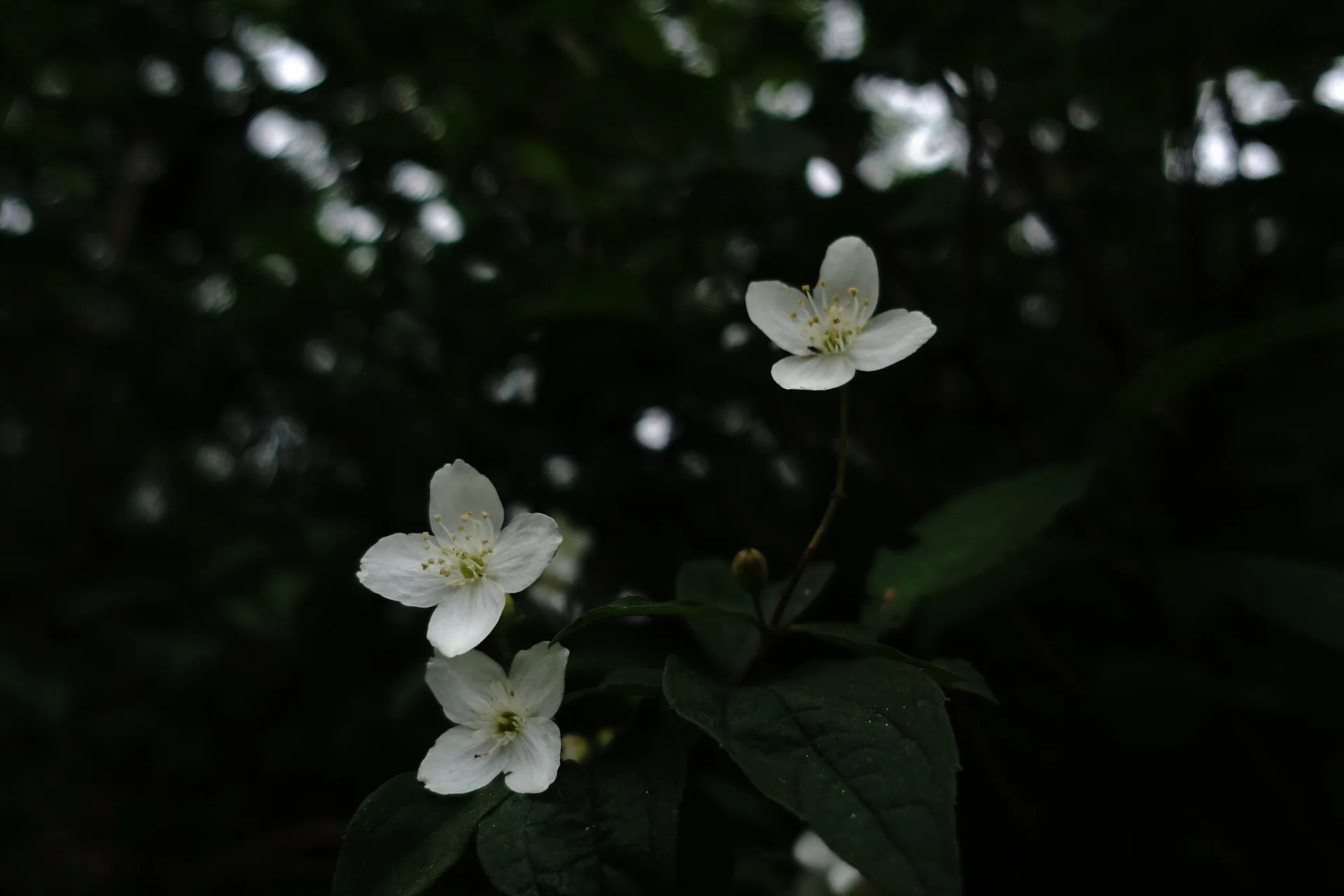 어둠 속에서 피어난 순백의 작은 꽃 · 대한민국 · 2014-06-28