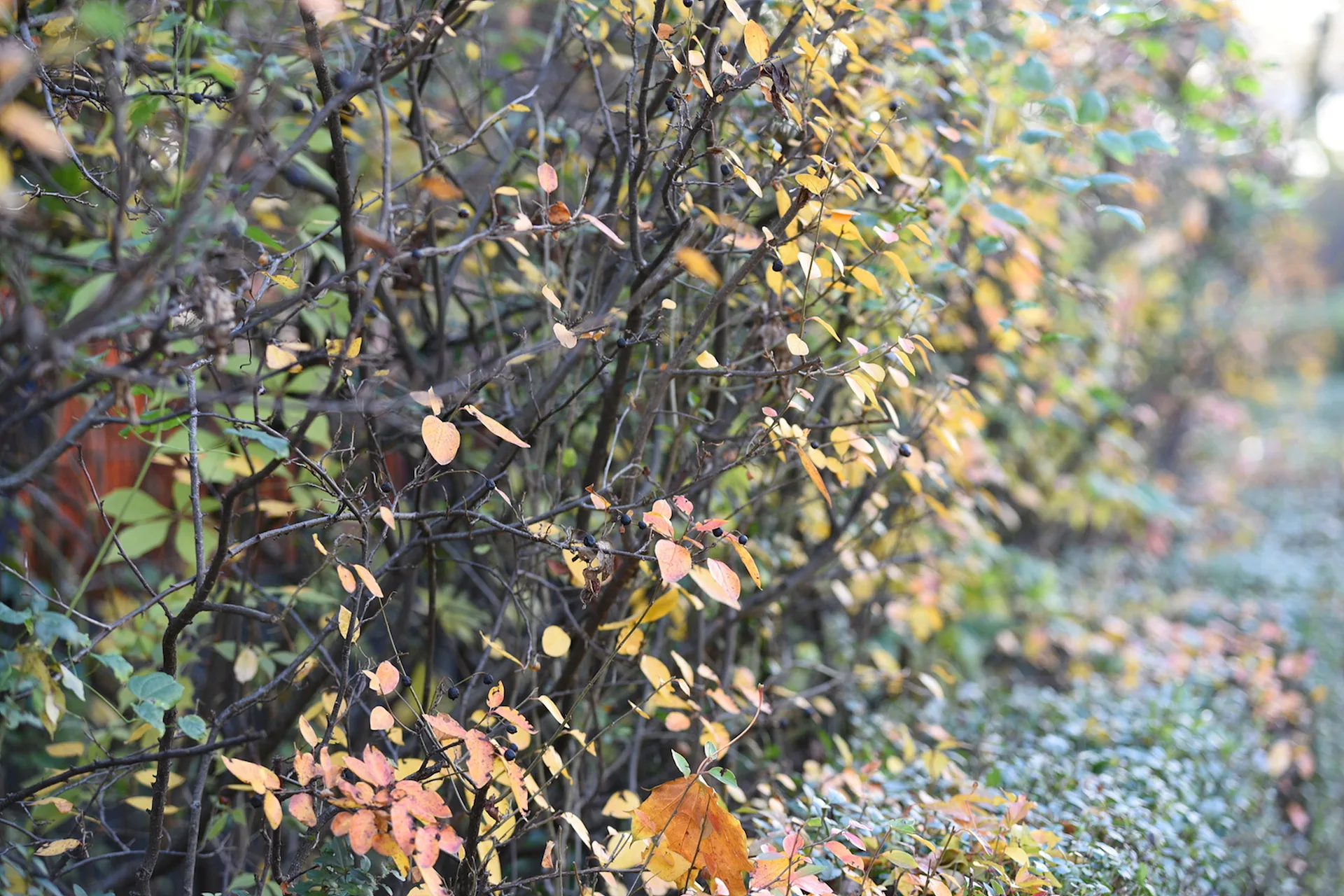 가을의 끝자락, 노랗게 물든 나뭇잎의 서정 · Fennpfuhl-Park, 베를린, 독일 · 2016-10-30