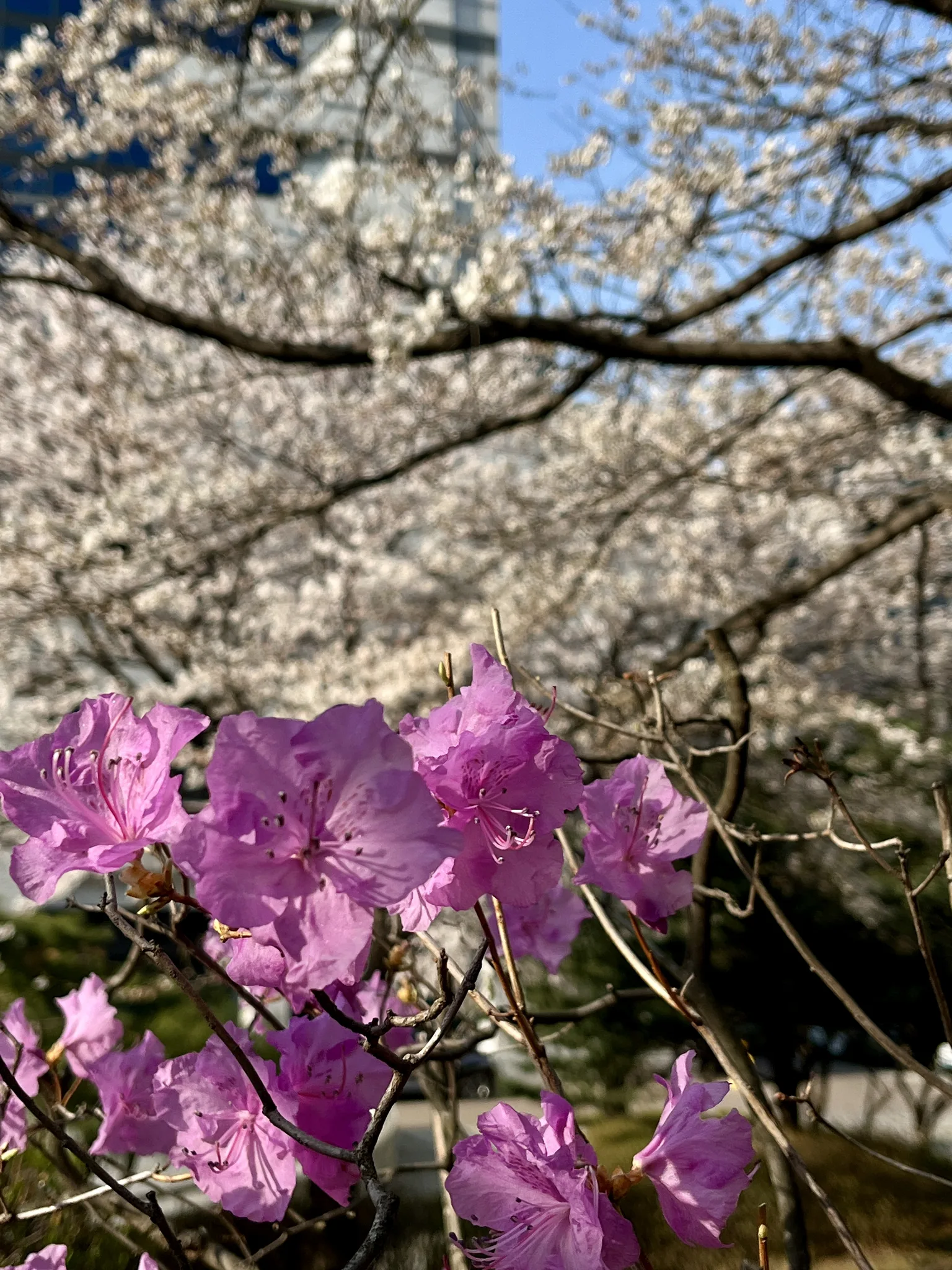성남 KTHDS시연관의 화사한 봄꽃 풍경 · KTHDS시연관, 성남시, 경기도, 대한민국 · 2025-04-08