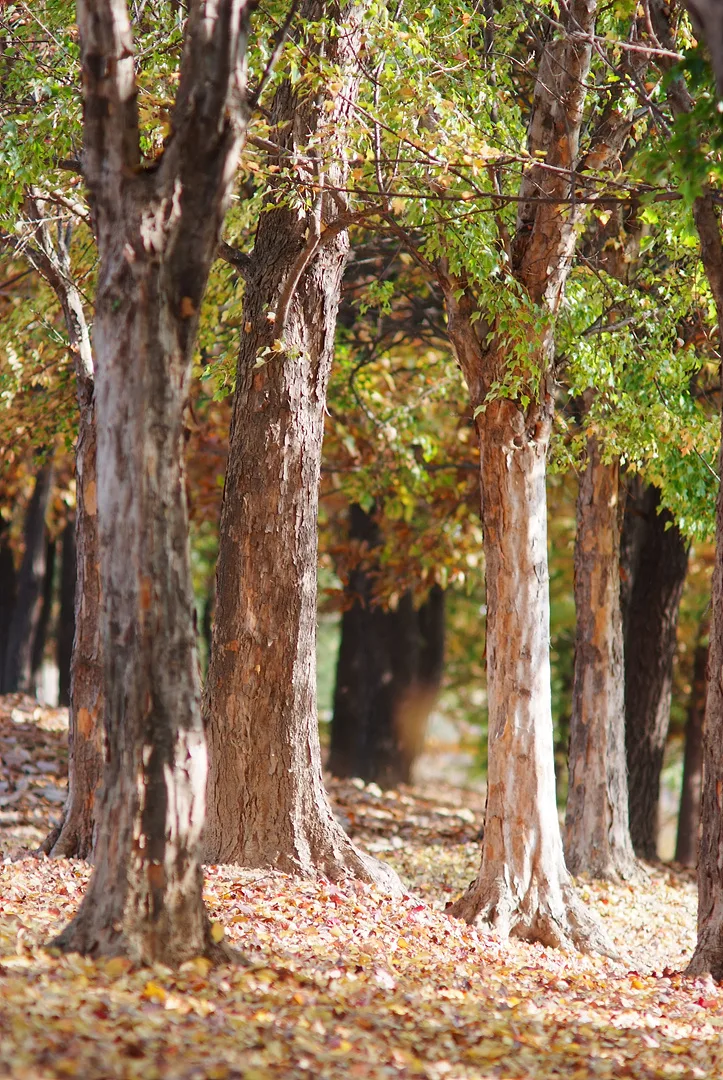 가을 햇살 머금은 고요한 숲속 나무 풍경 · 2011-11-05