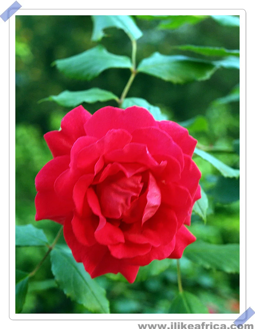강렬한 붉은 빛의 유혹, 만개한 장미꽃 · 2007-05-29