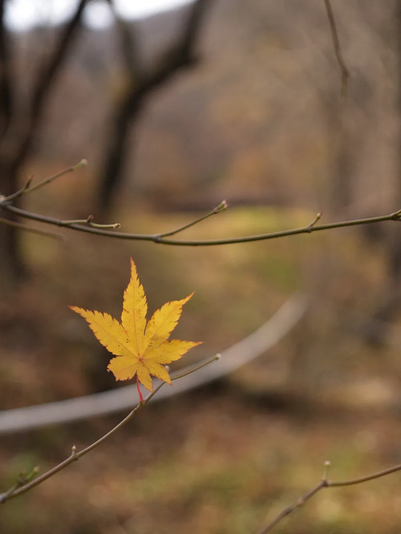 가을의 끝자락, 가지 끝에 머문 노란 단풍잎 · 2007-11-18