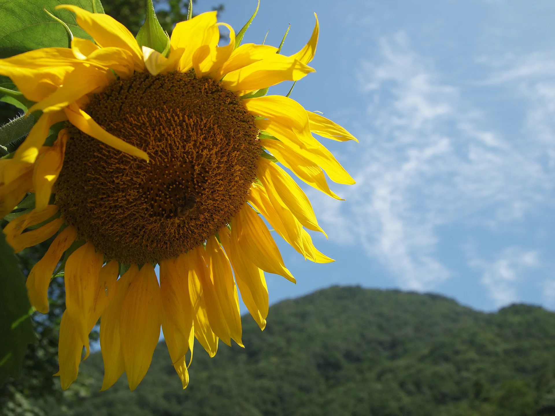 푸른 하늘 아래 활짝 핀 여름 해바라기 · 2009-07-22