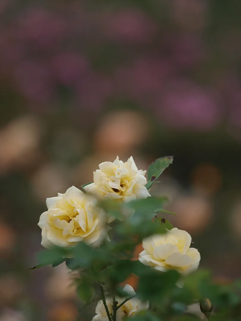 부드러운 빛을 머금은 연노란색 장미의 순간 · 2009-09-27
