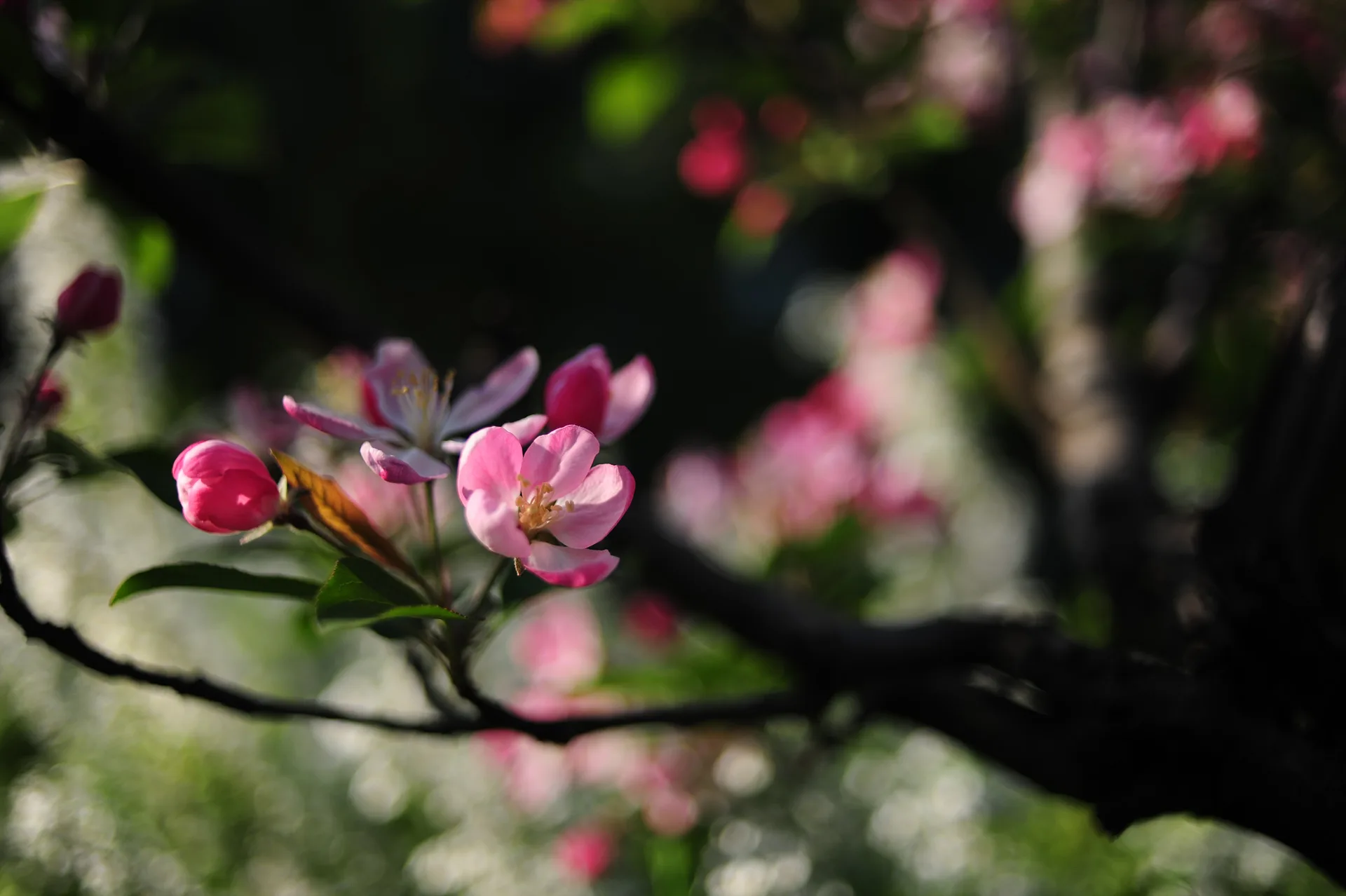 봄날의 설렘을 담은 분홍빛 꽃잎의 속삭임 · 2013-04-27