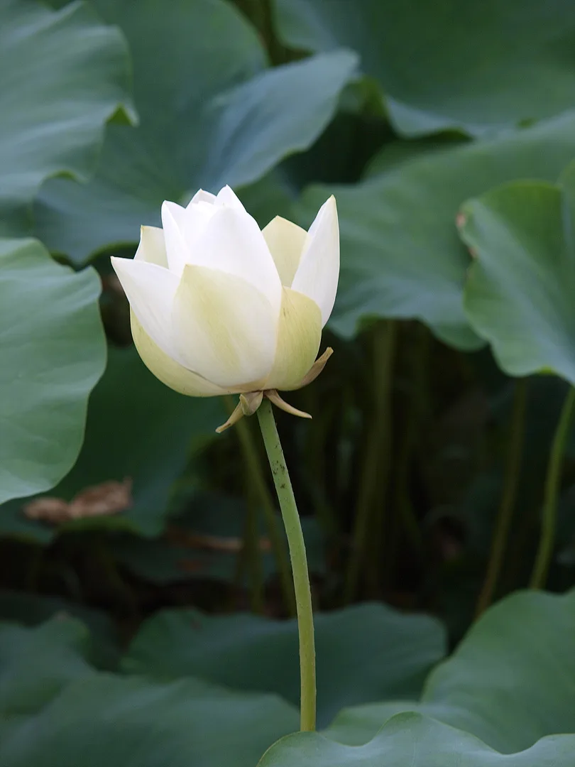여름날의 순백미, 우아하게 피어난 하얀 연꽃 · 2009-07-08