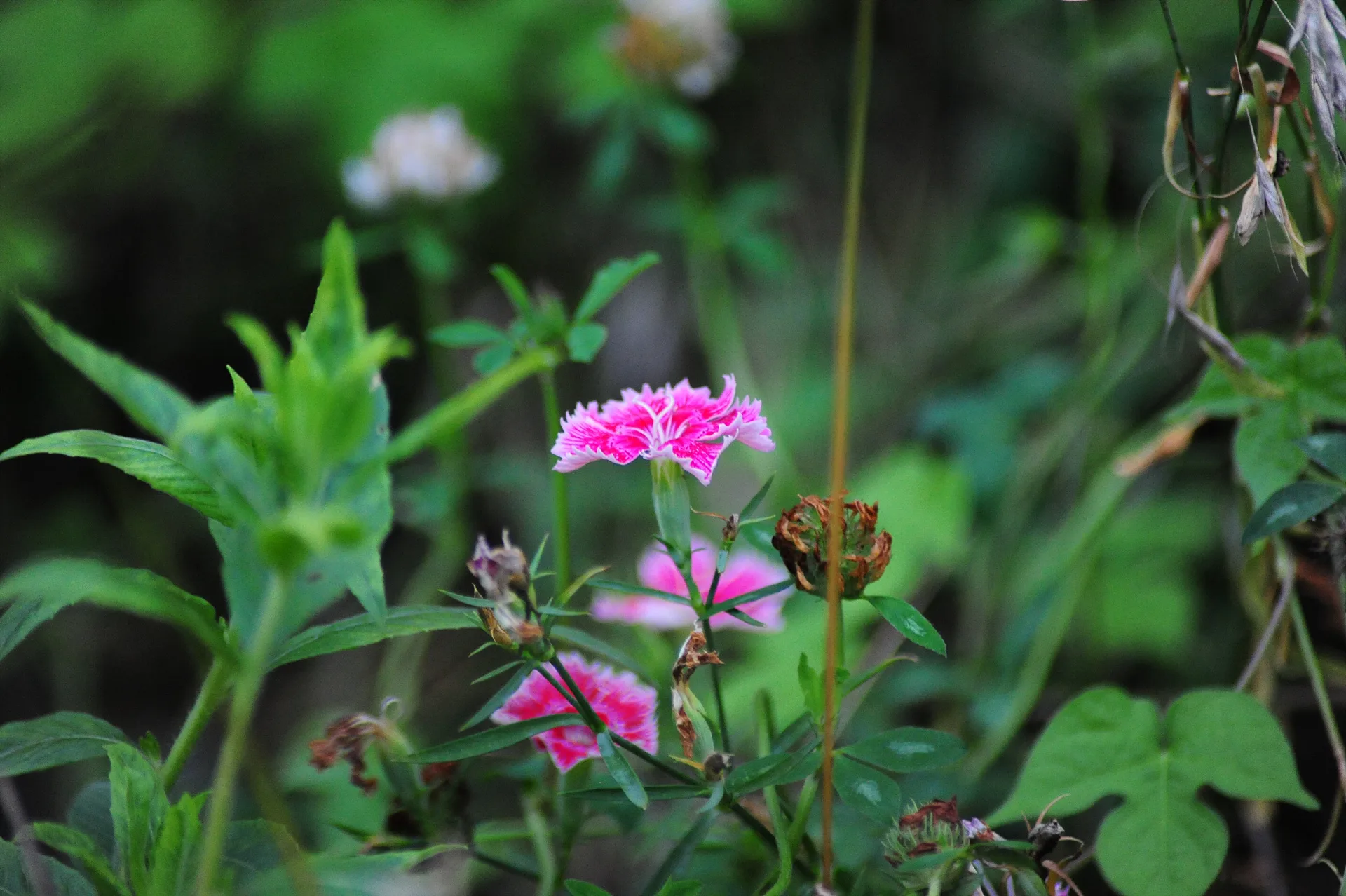 여름 숲속의 화사한 분홍빛 야생화 · 2013-07-21
