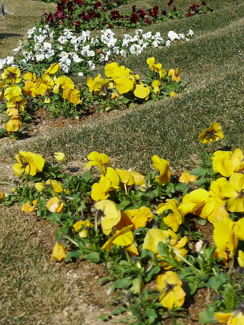봄날의 화사함을 담은 노란 팬지 꽃밭 · 2010-03-28