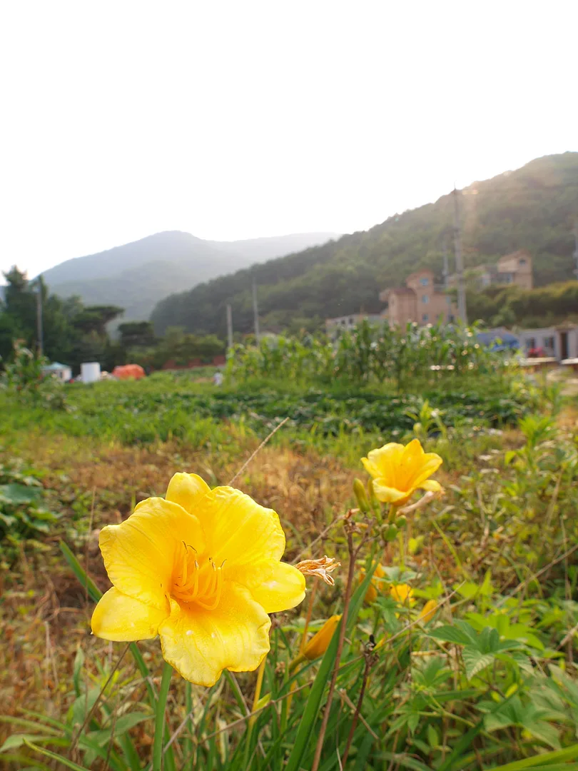 여름 정원의 화사함을 담은 노란 꽃 · 2009-07-05
