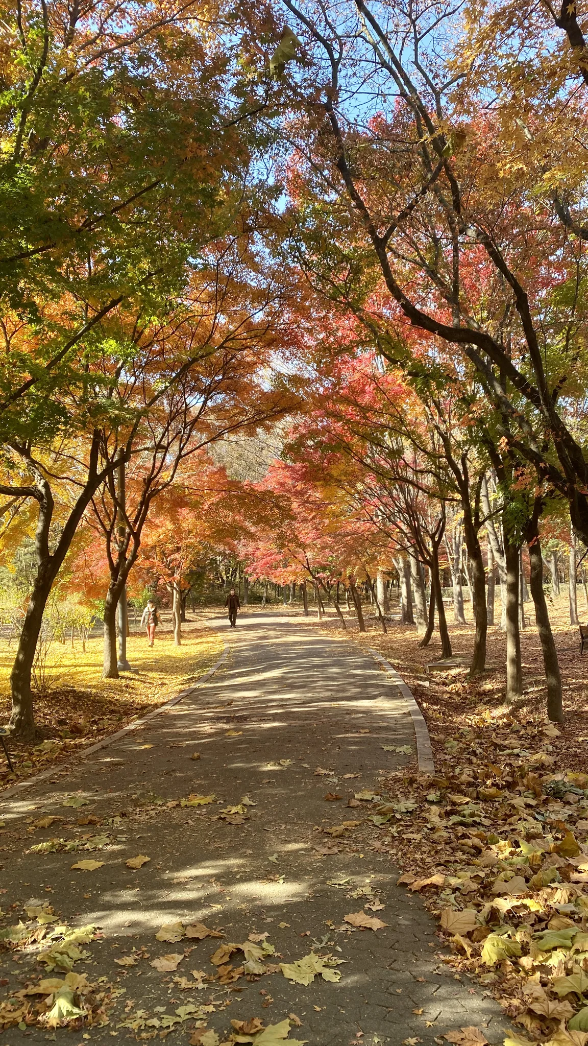 가을빛으로 물든 낭만적인 단풍 산책로 · 2020-11-10